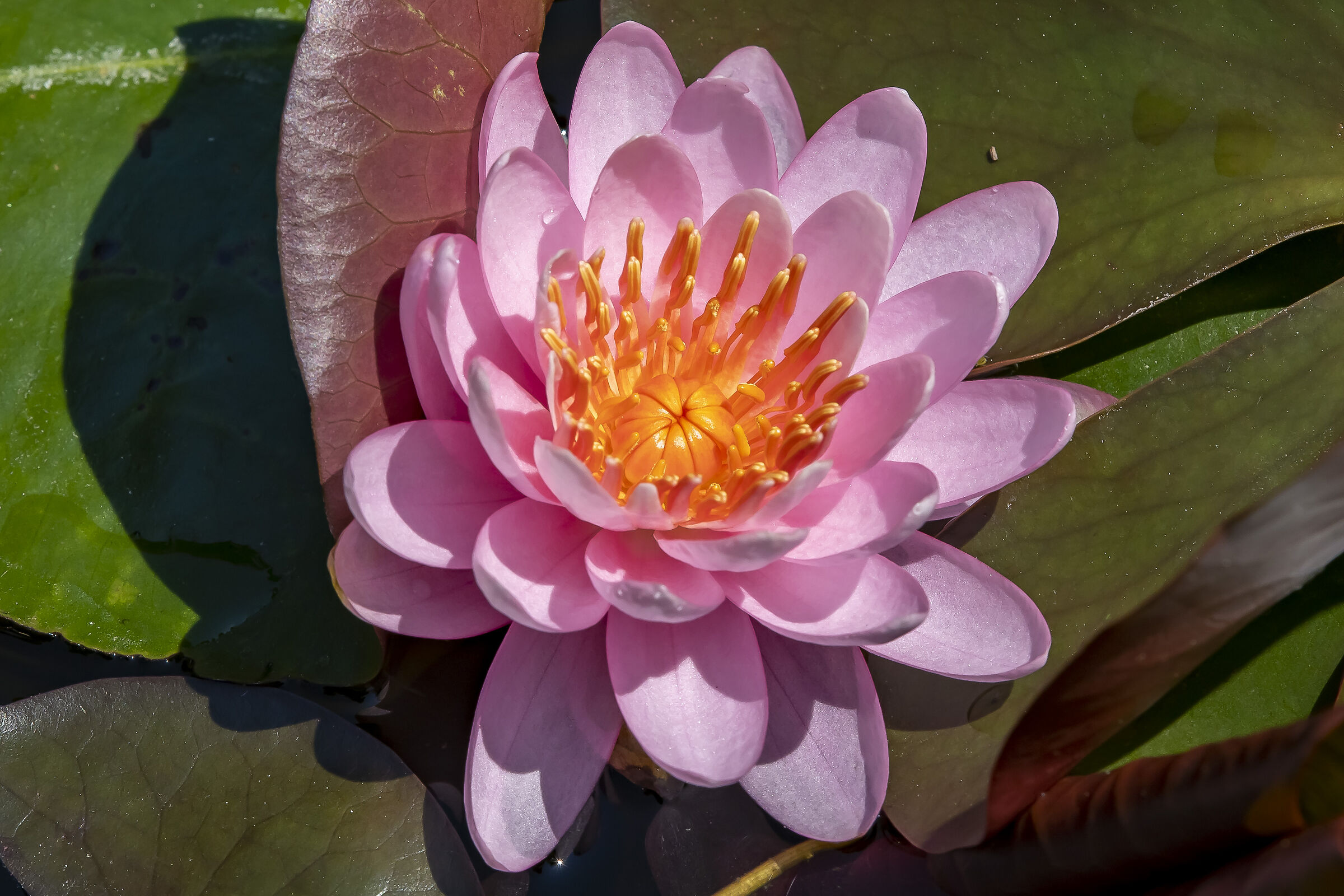 Water lily