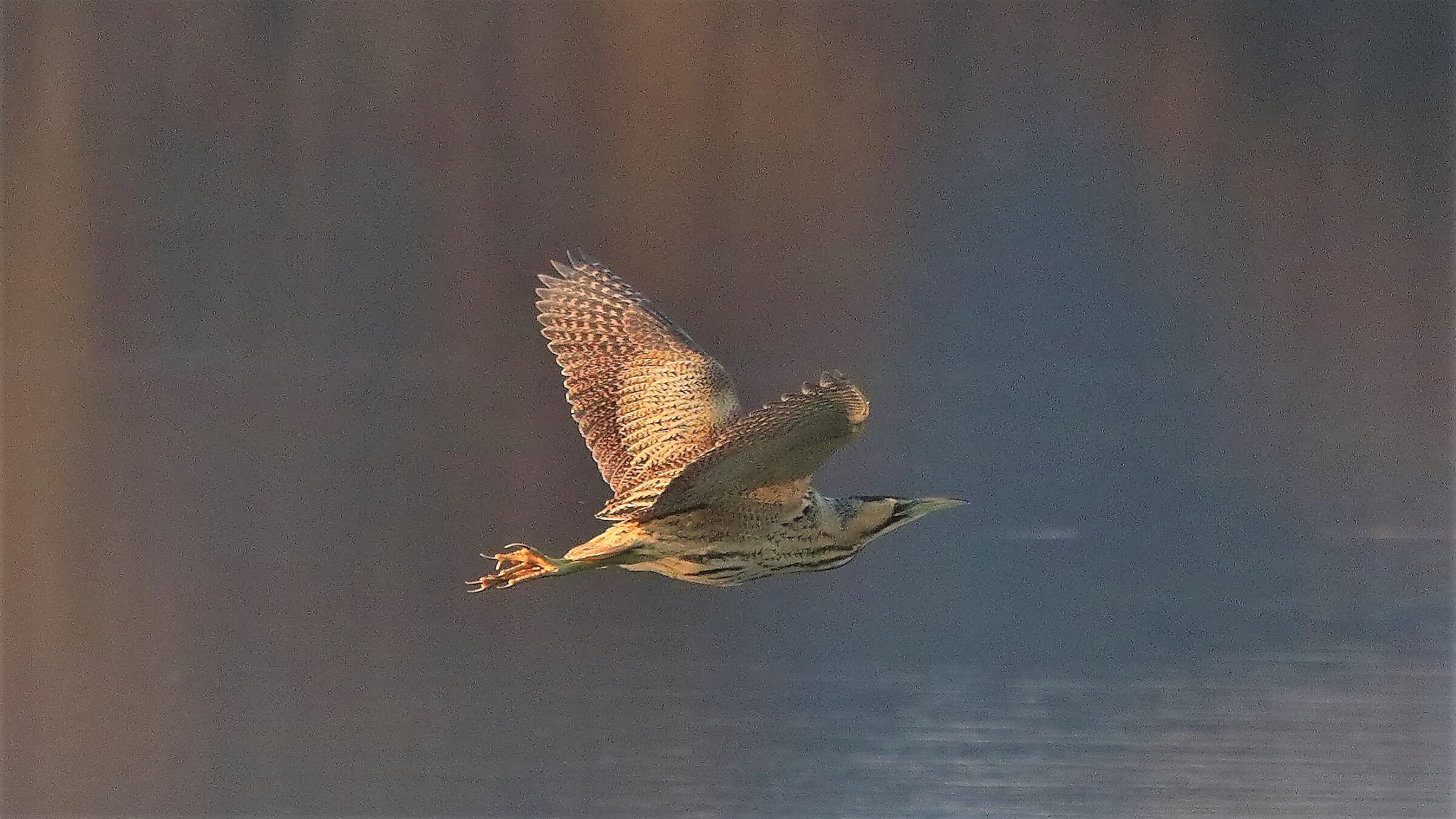 Tarabuso gen 18-01-2022 -- 146