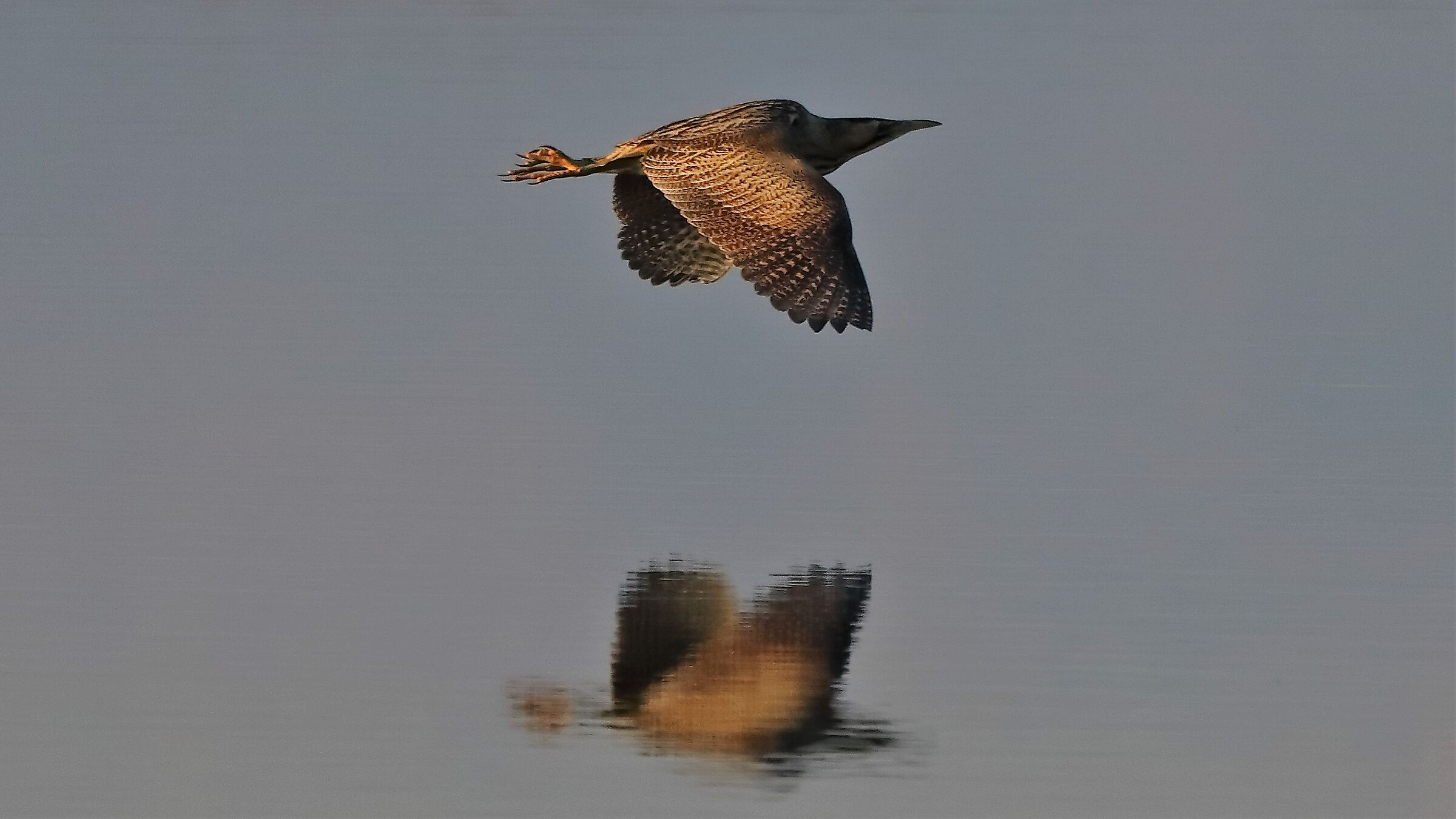 Tarabuso gen 18-01-2022 -- 148