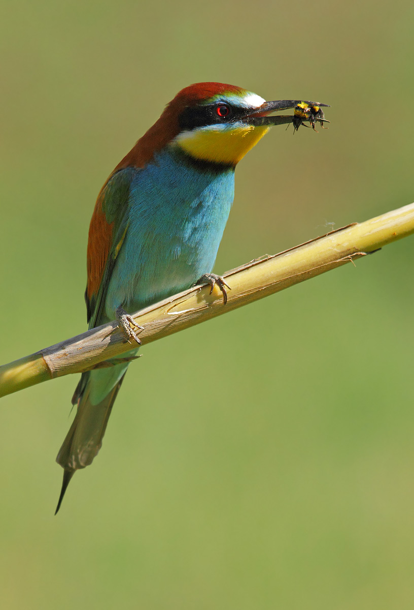 bee-eater