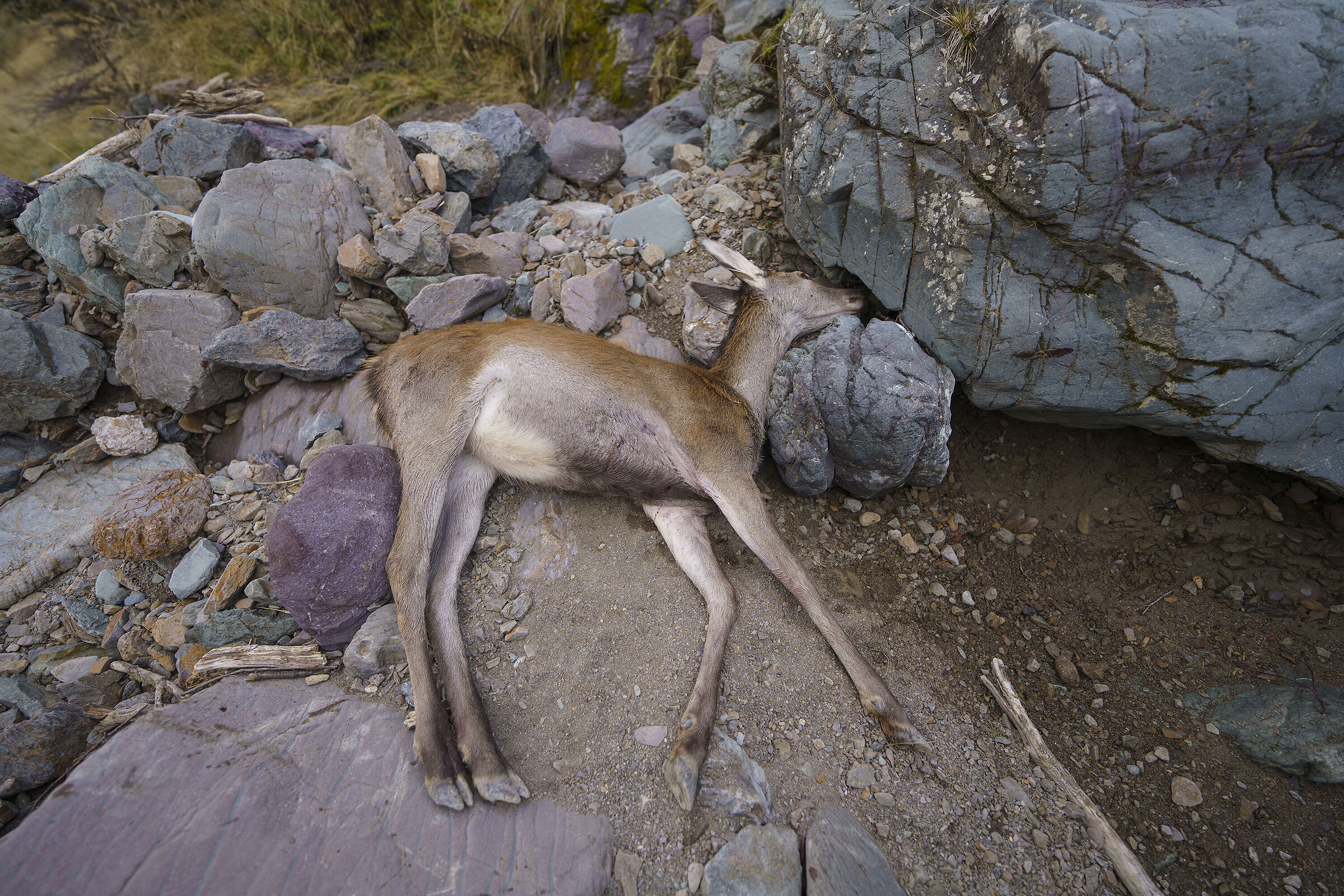 Even for deer life is hard
