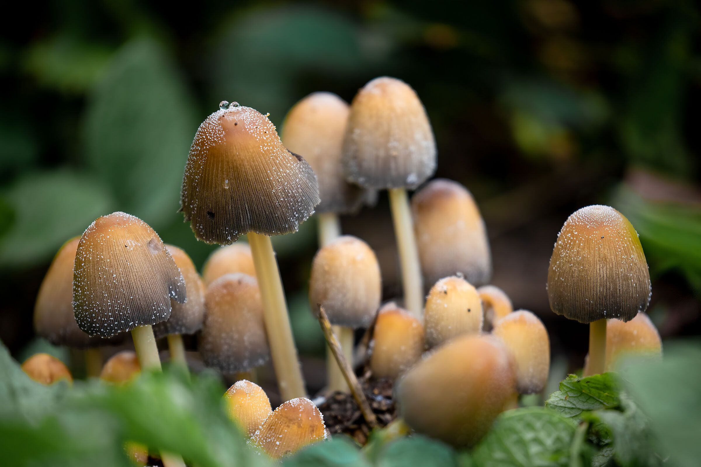 Coprinellus micaceus