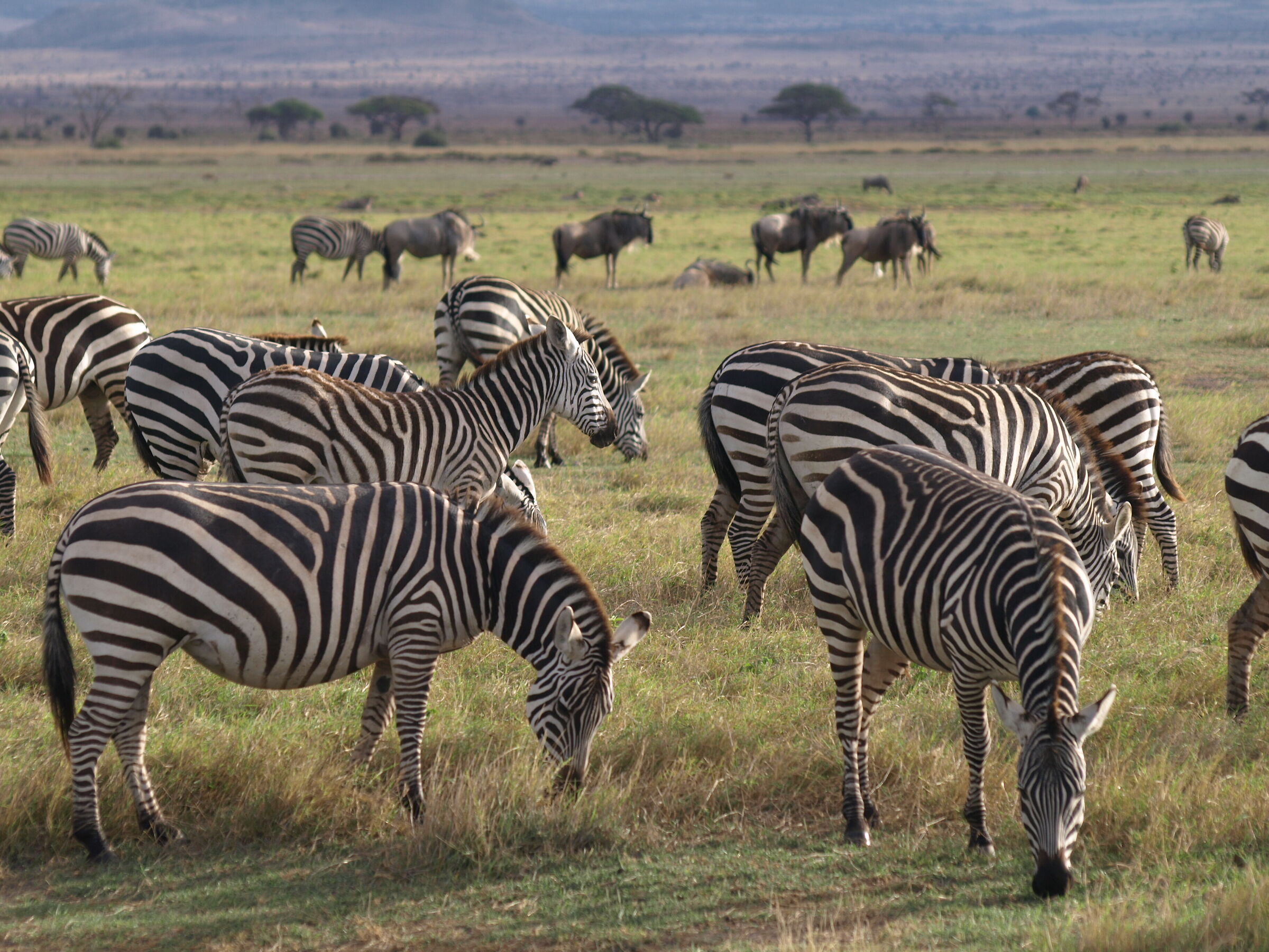Kenya