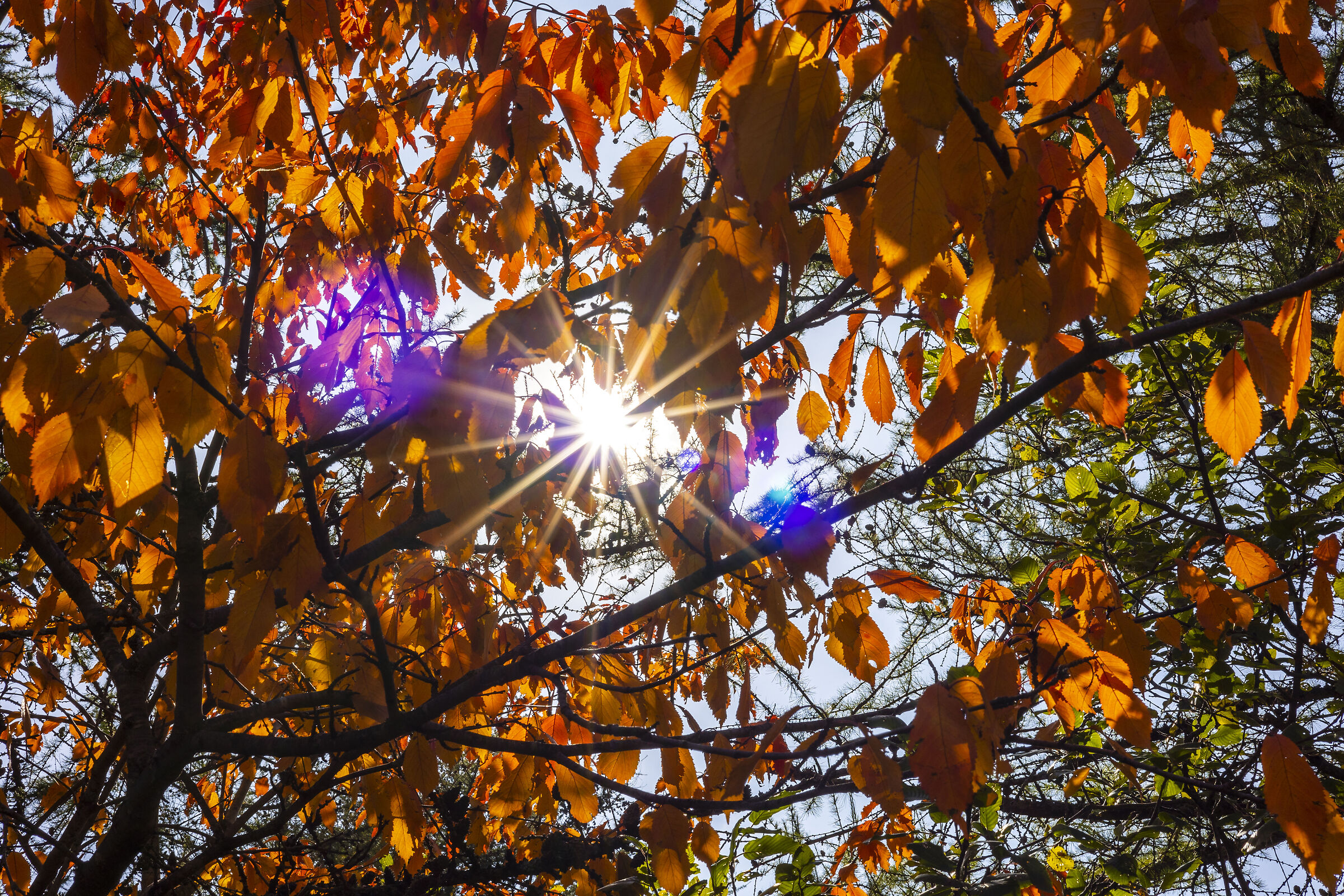 Autumn