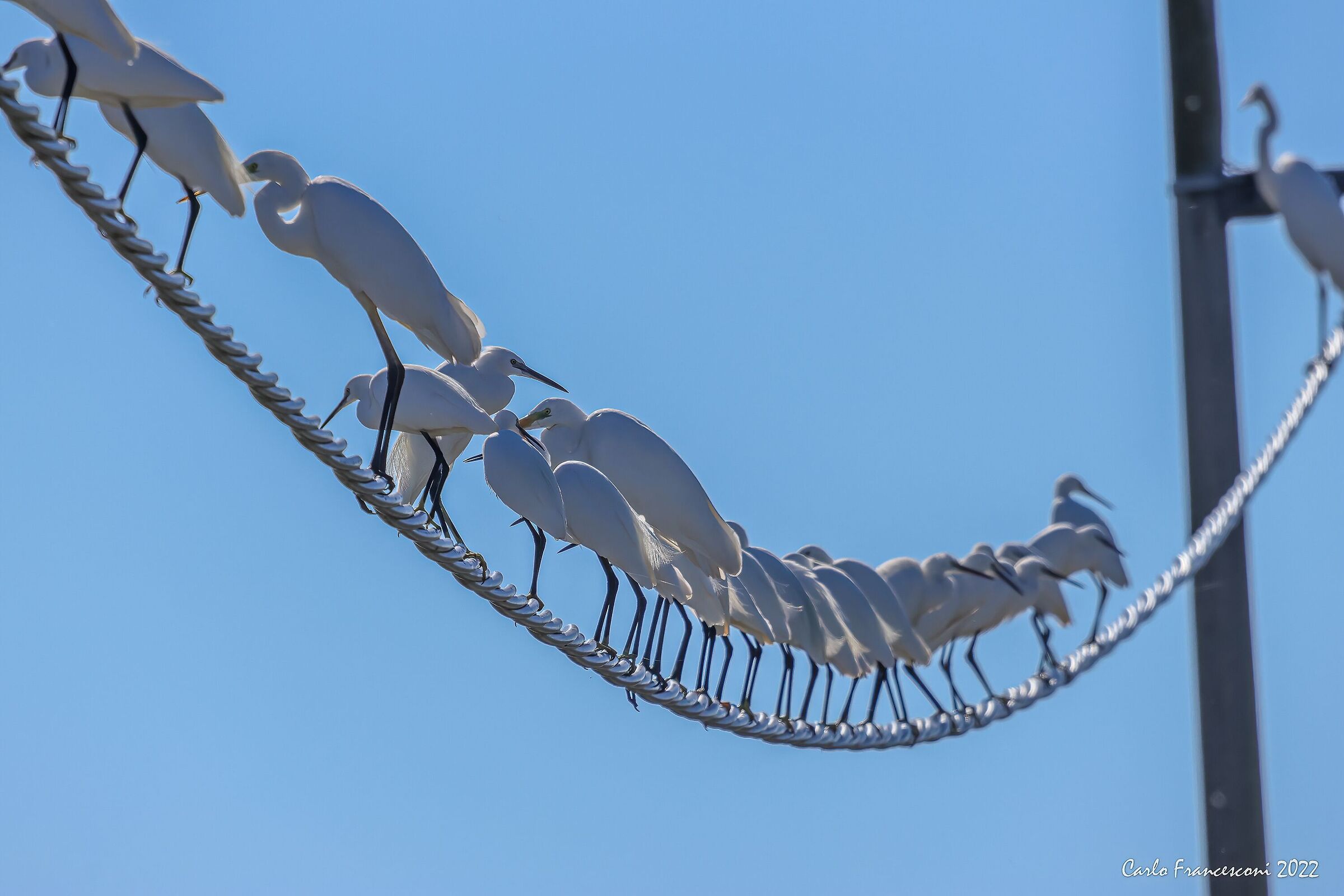 Il mucchio selvaggio