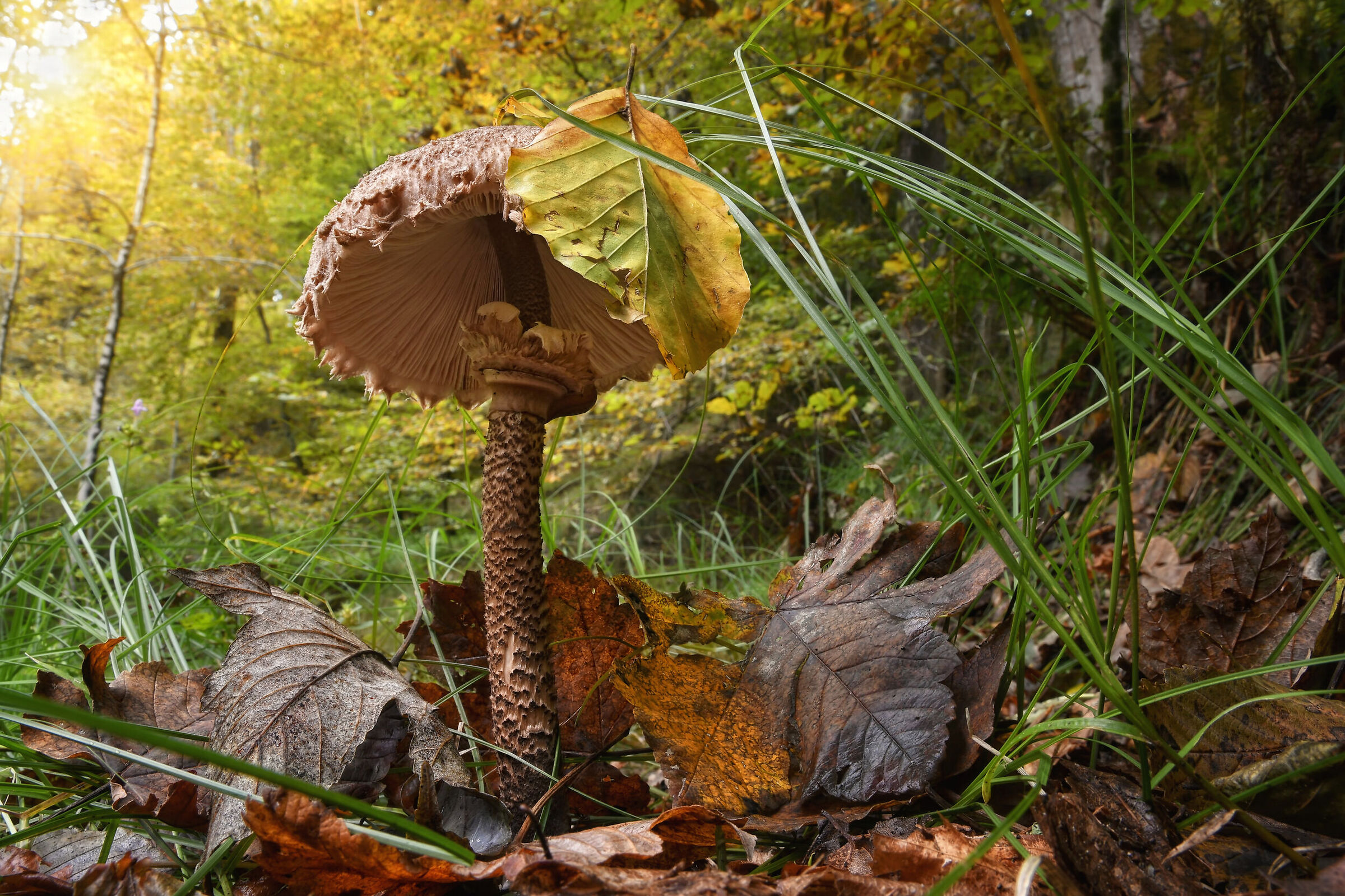 Una carezza d'autunno