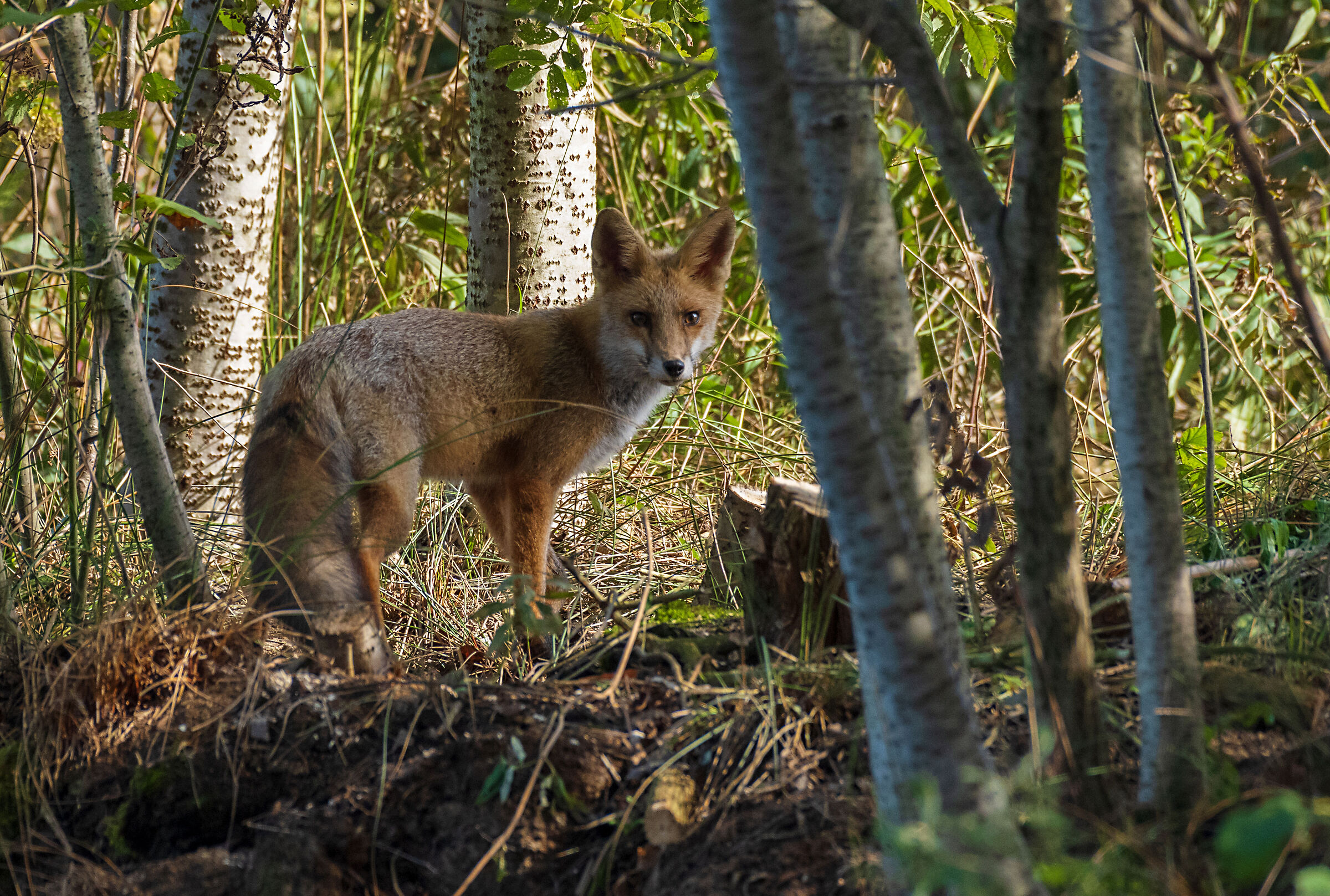 Fox in swamp