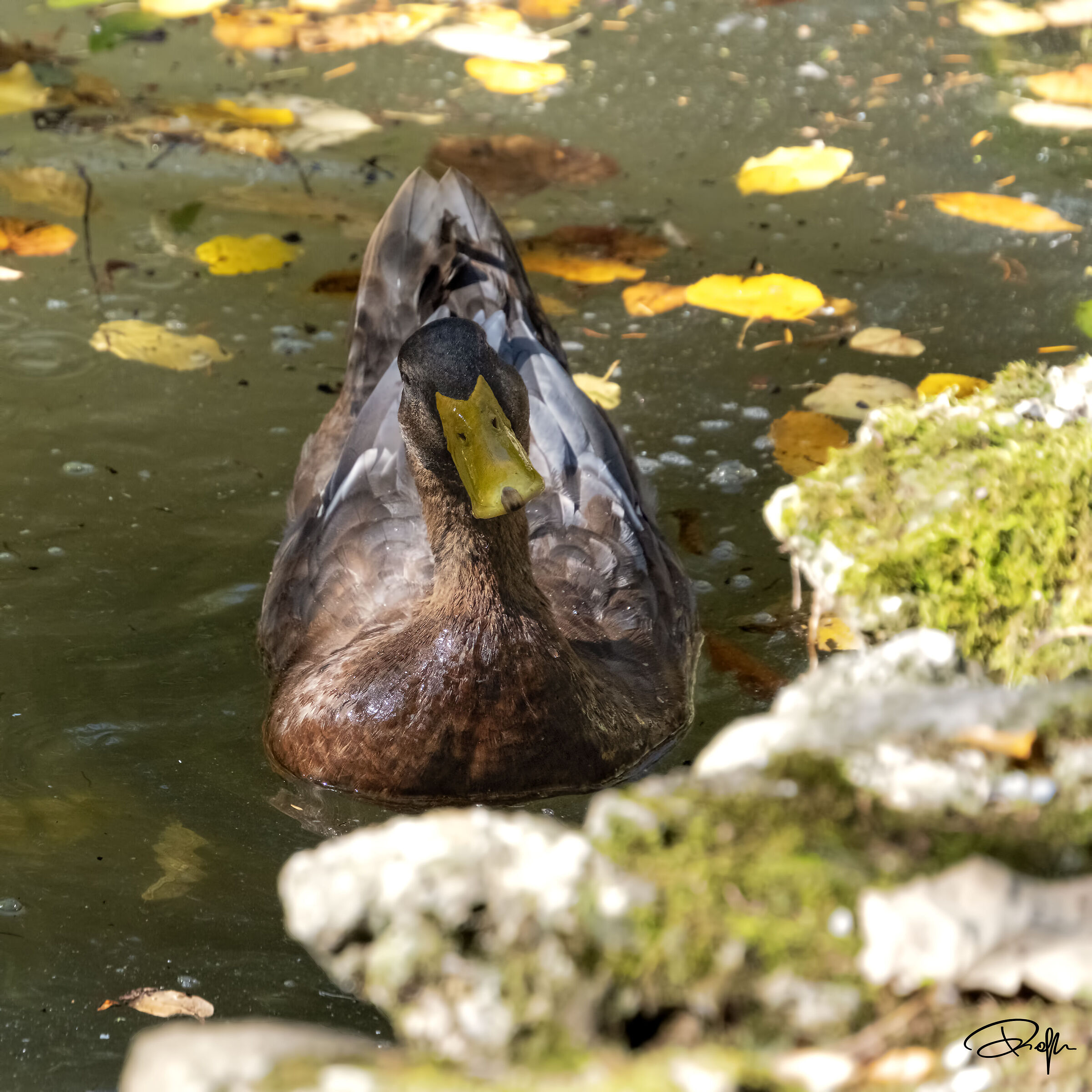 Anatra curiosa
