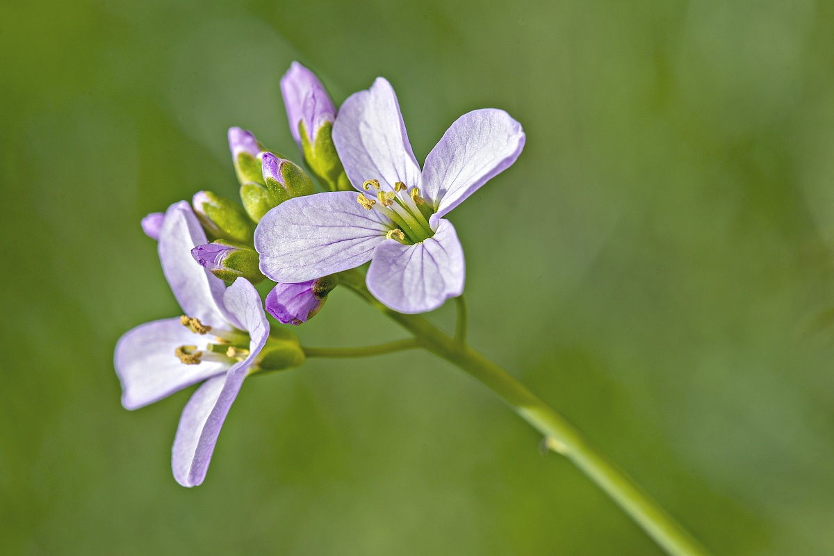 Piccoli fiori primaverili sul prato