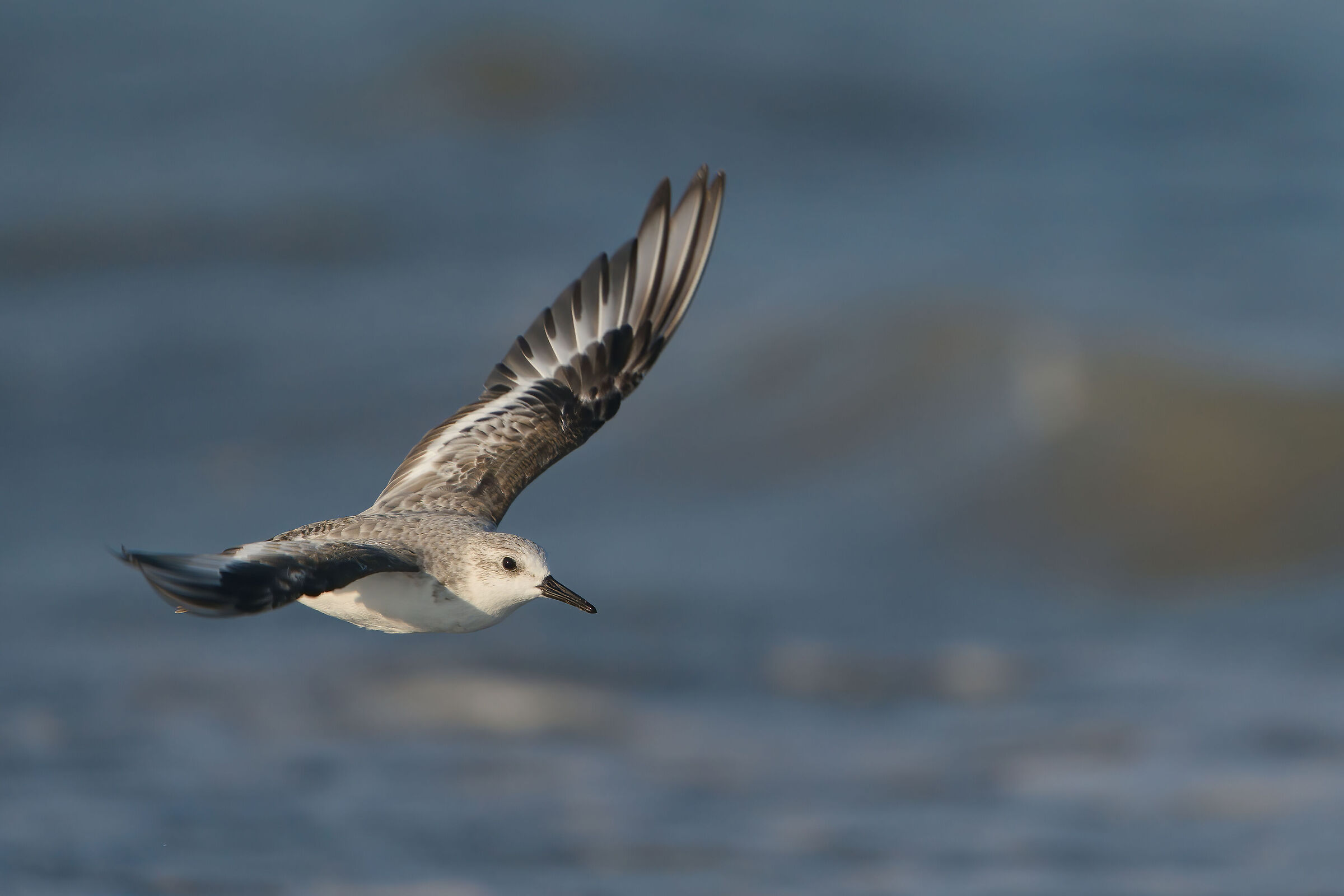 Three-toed sandpiper