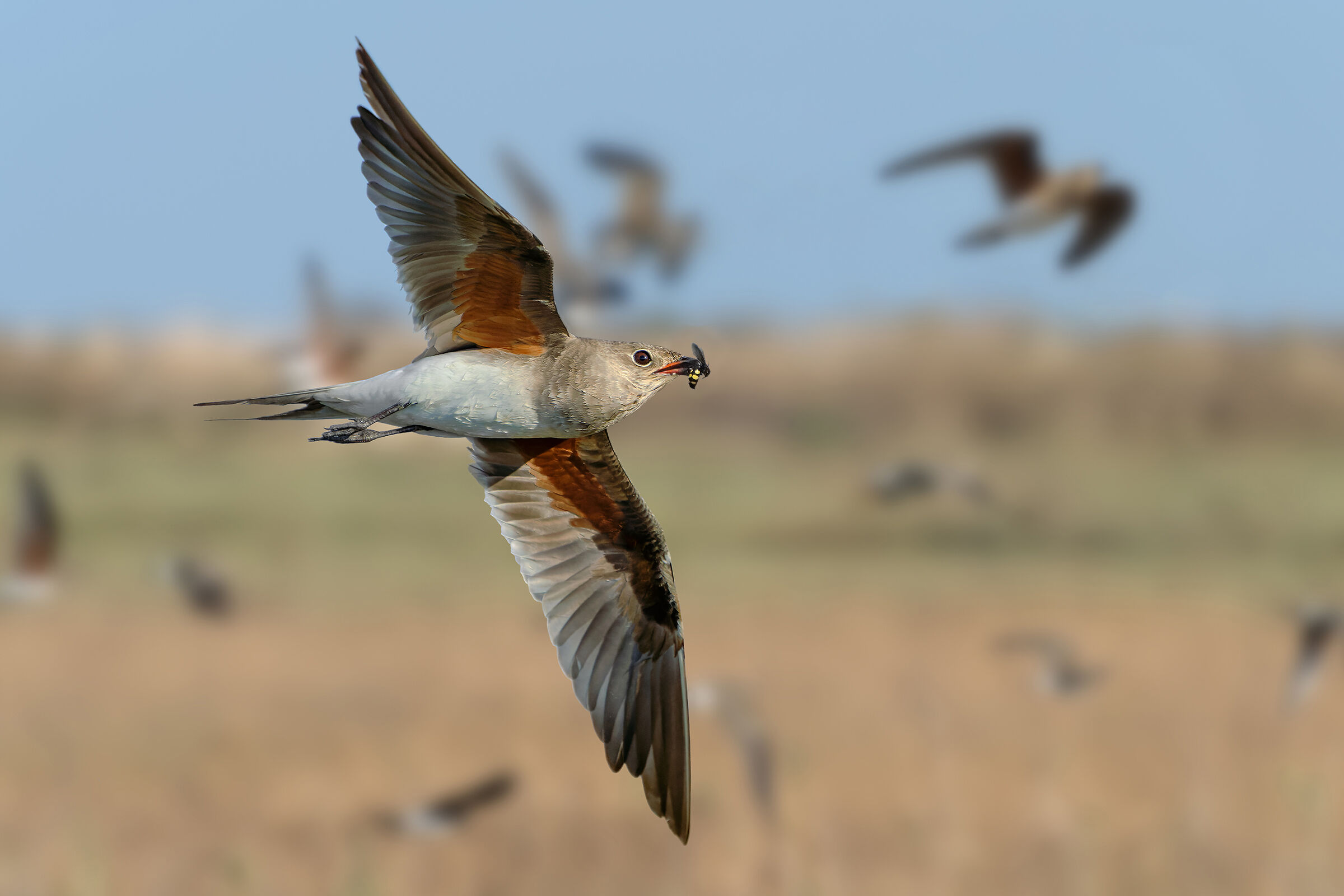 Pernice di mare con preda (Megascolia sp.)