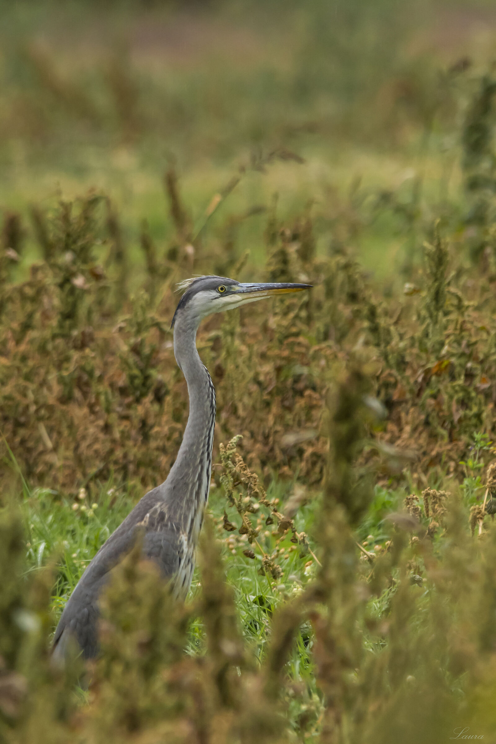Grey heron