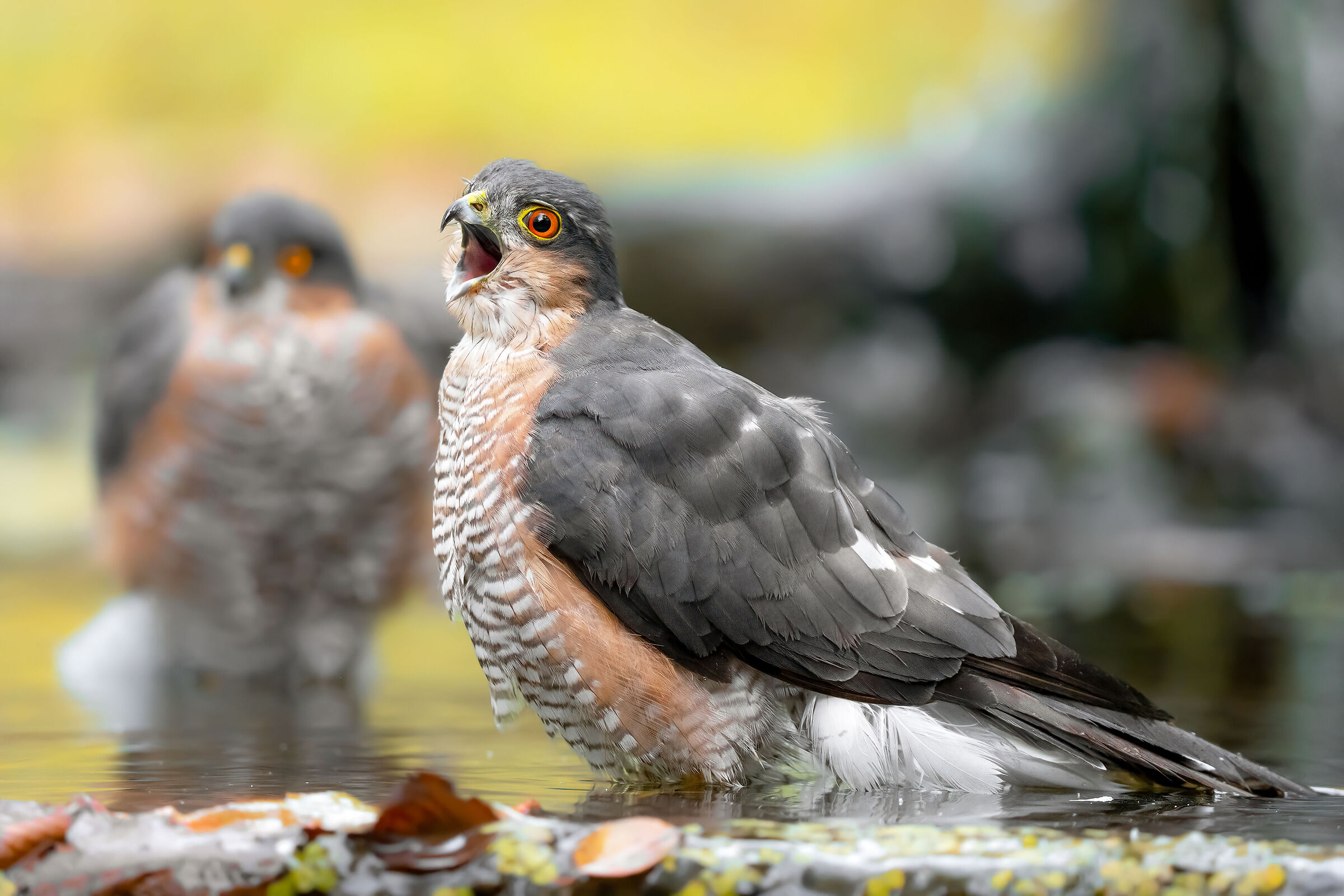 sparrowhawk (i)