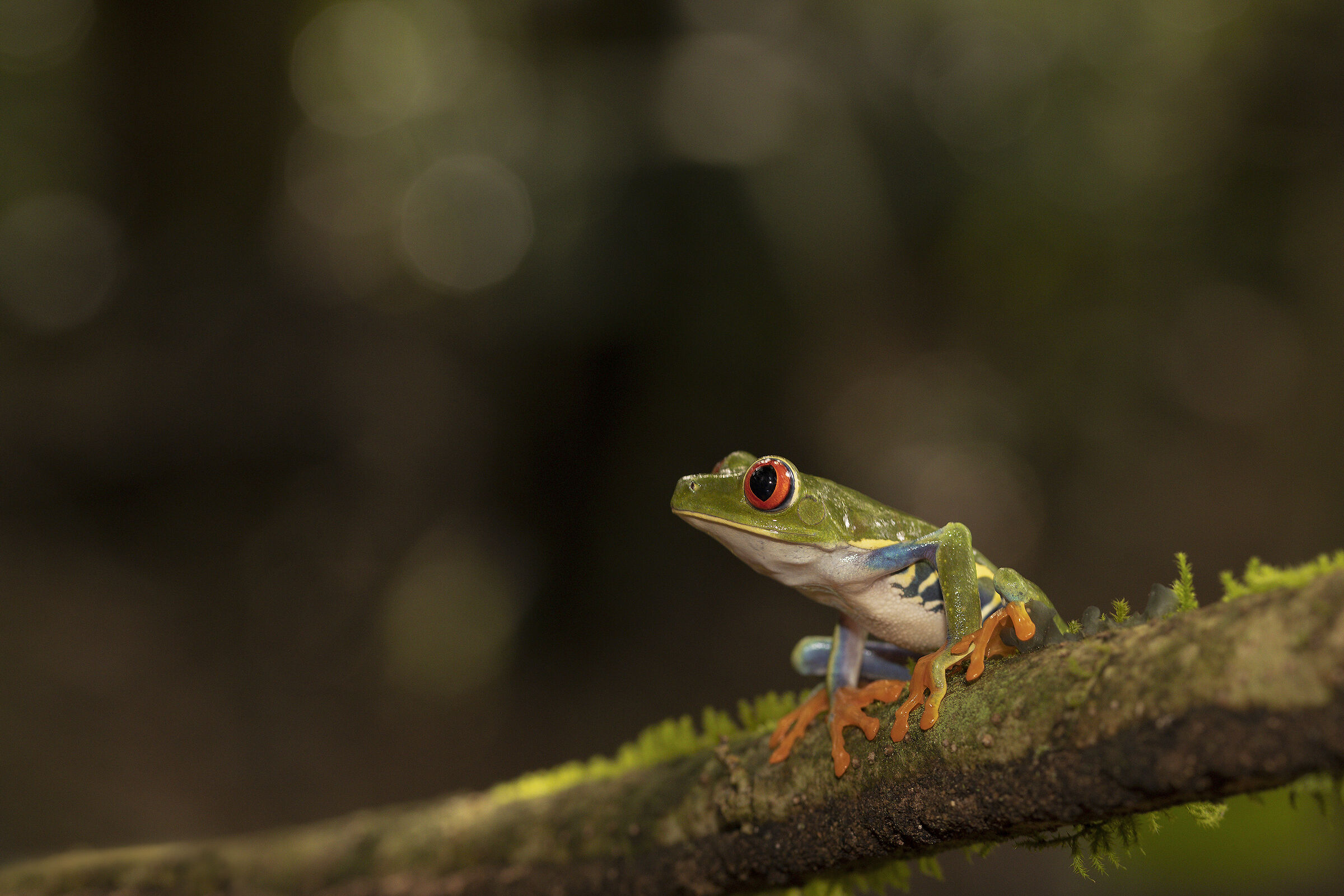 Red-eyed frog