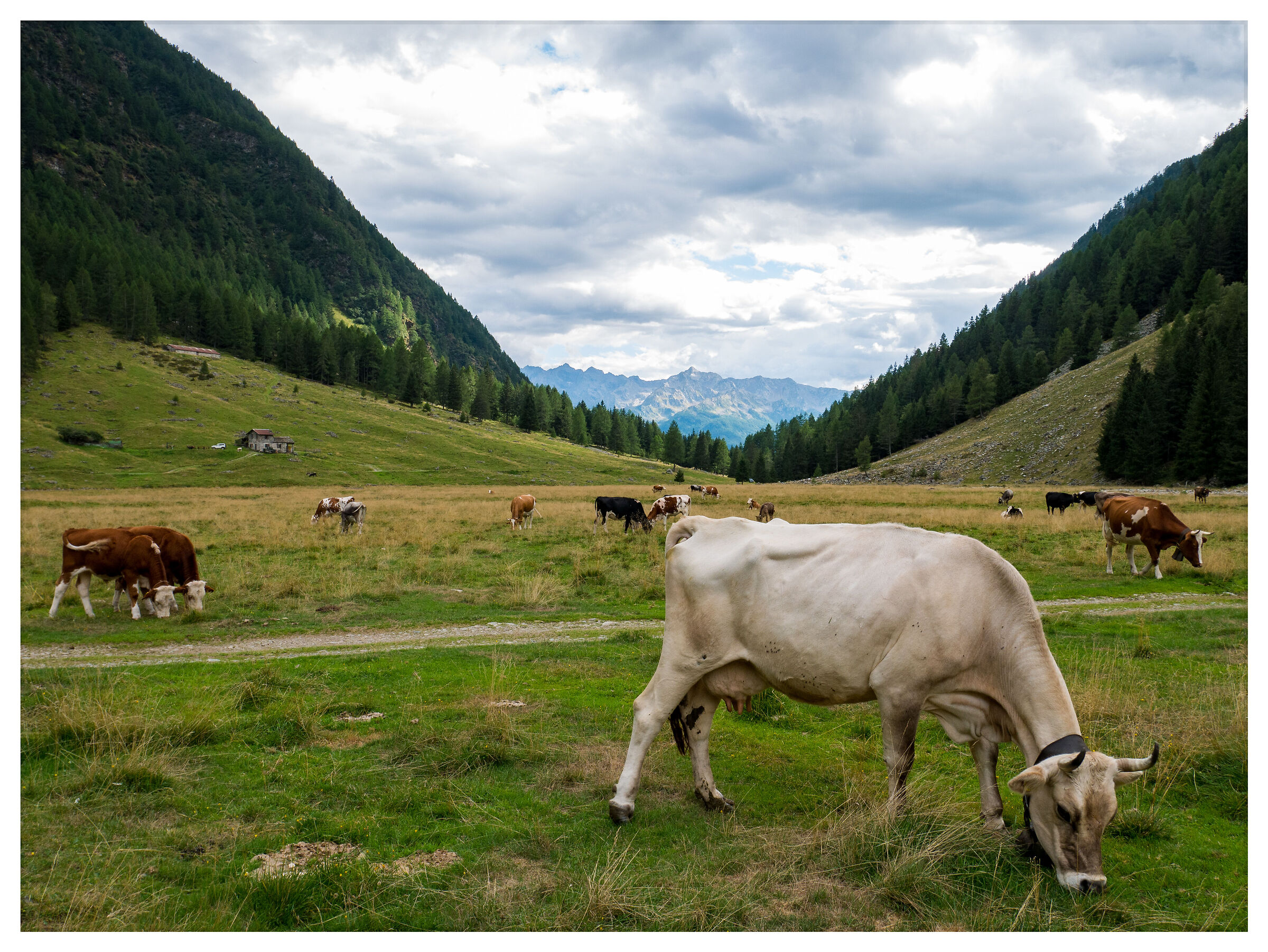 Alpine pasture