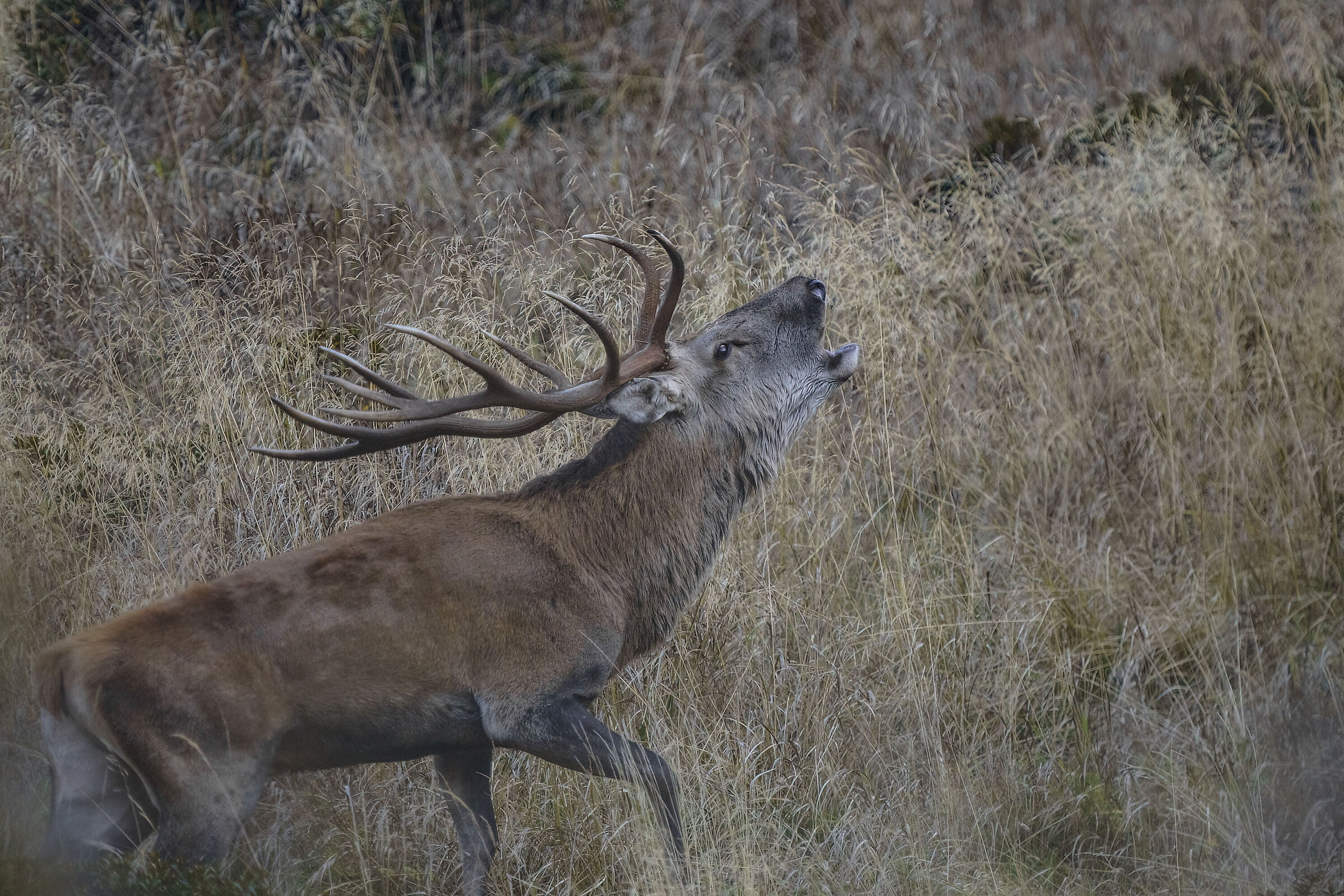 Roar Carnic Alps