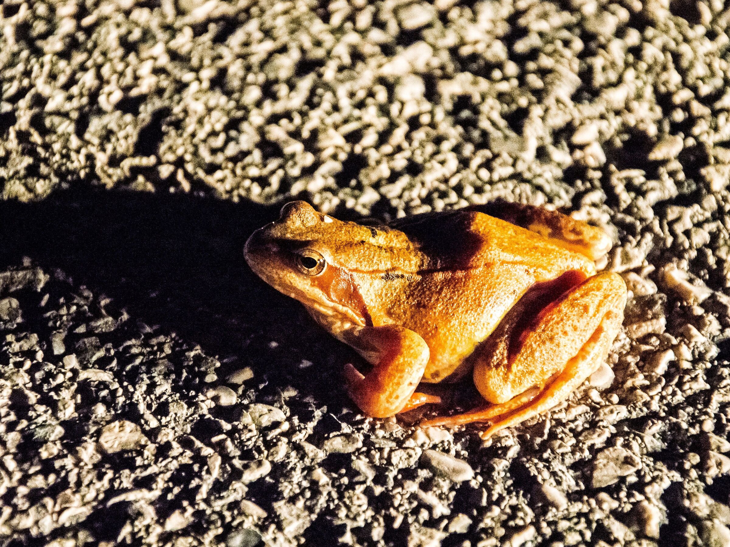 Red frog or Temporaria