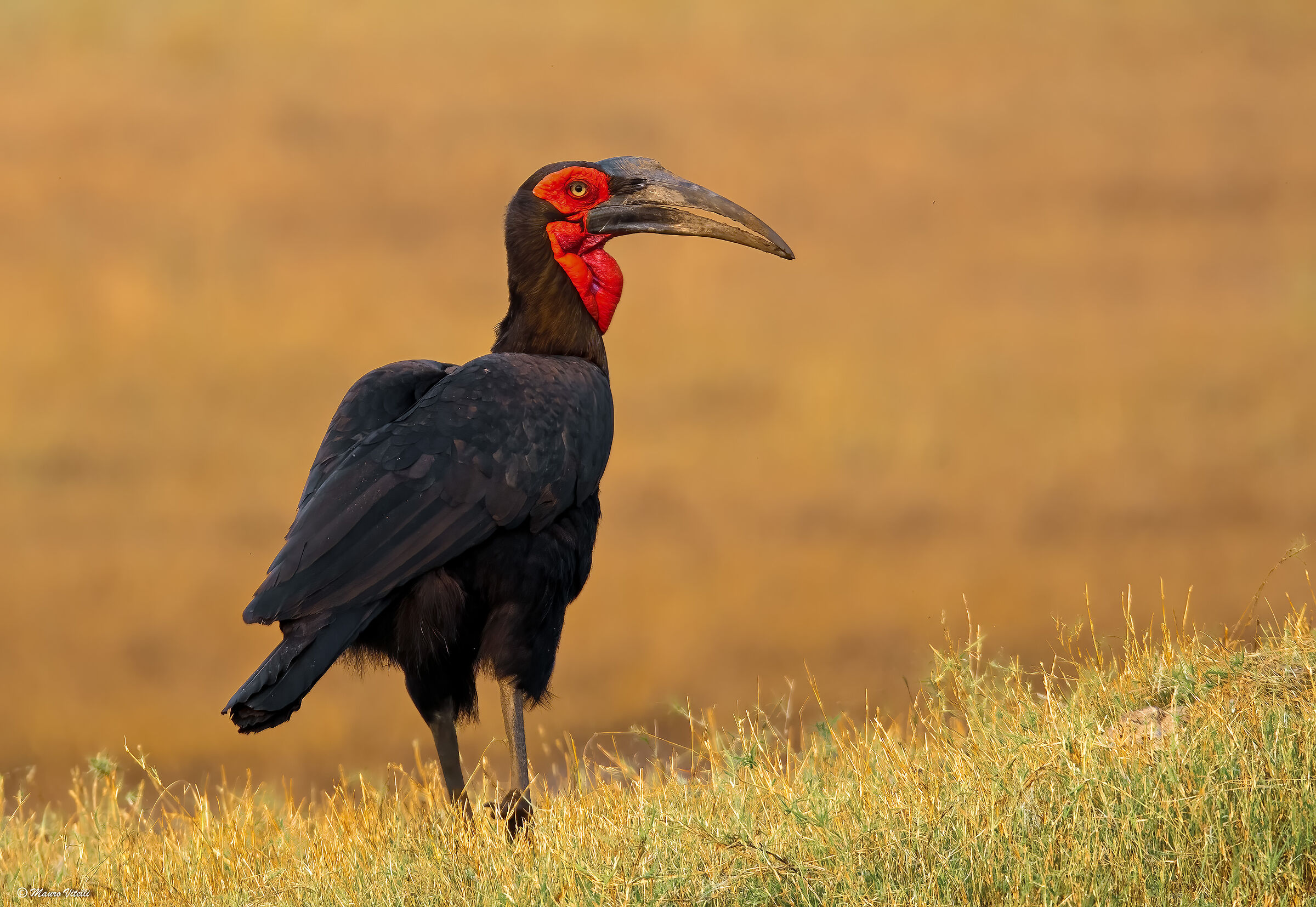Bucorvo cafro (leadbeater)