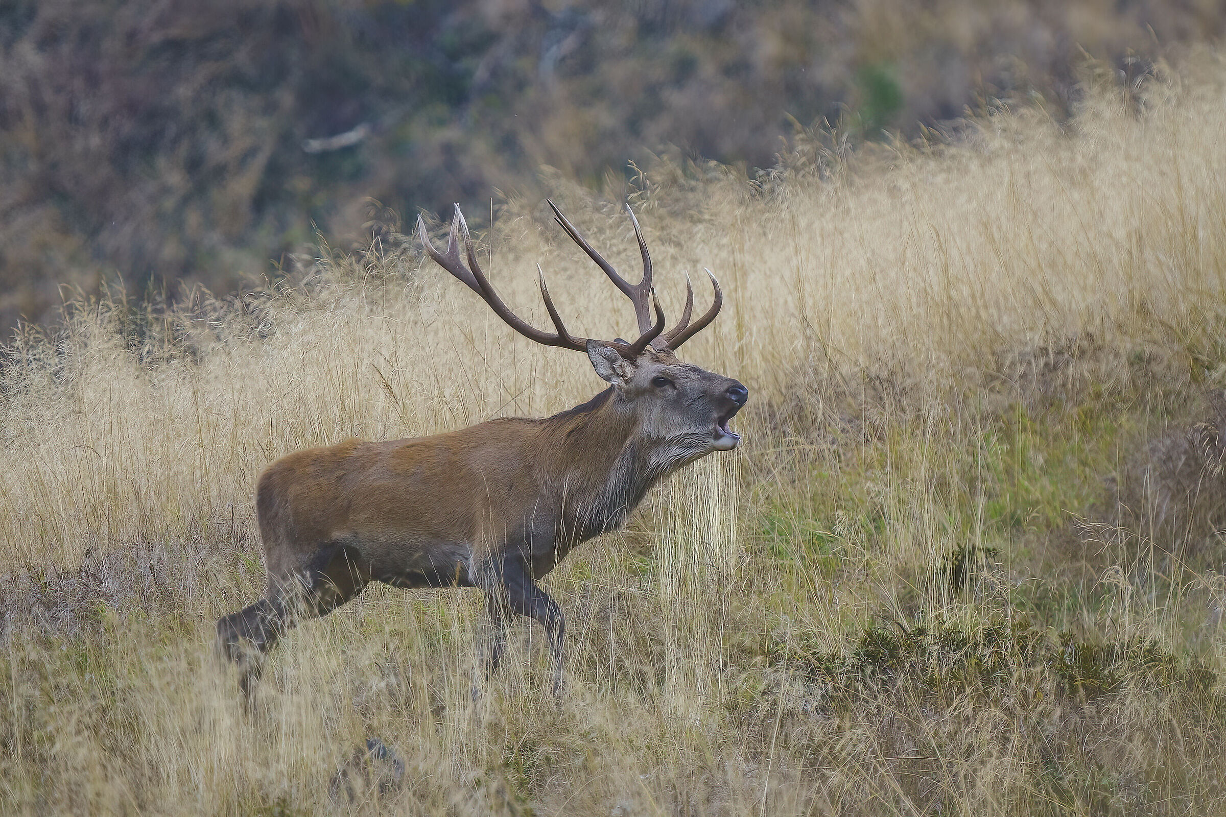 Roar Carnic Alps