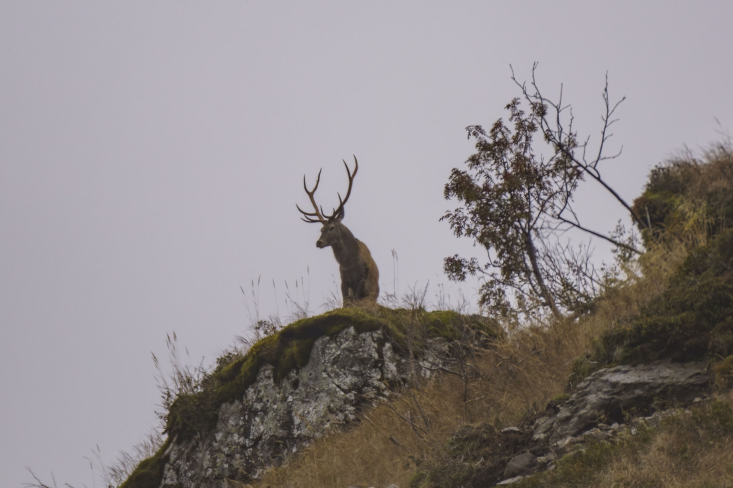 Lookout