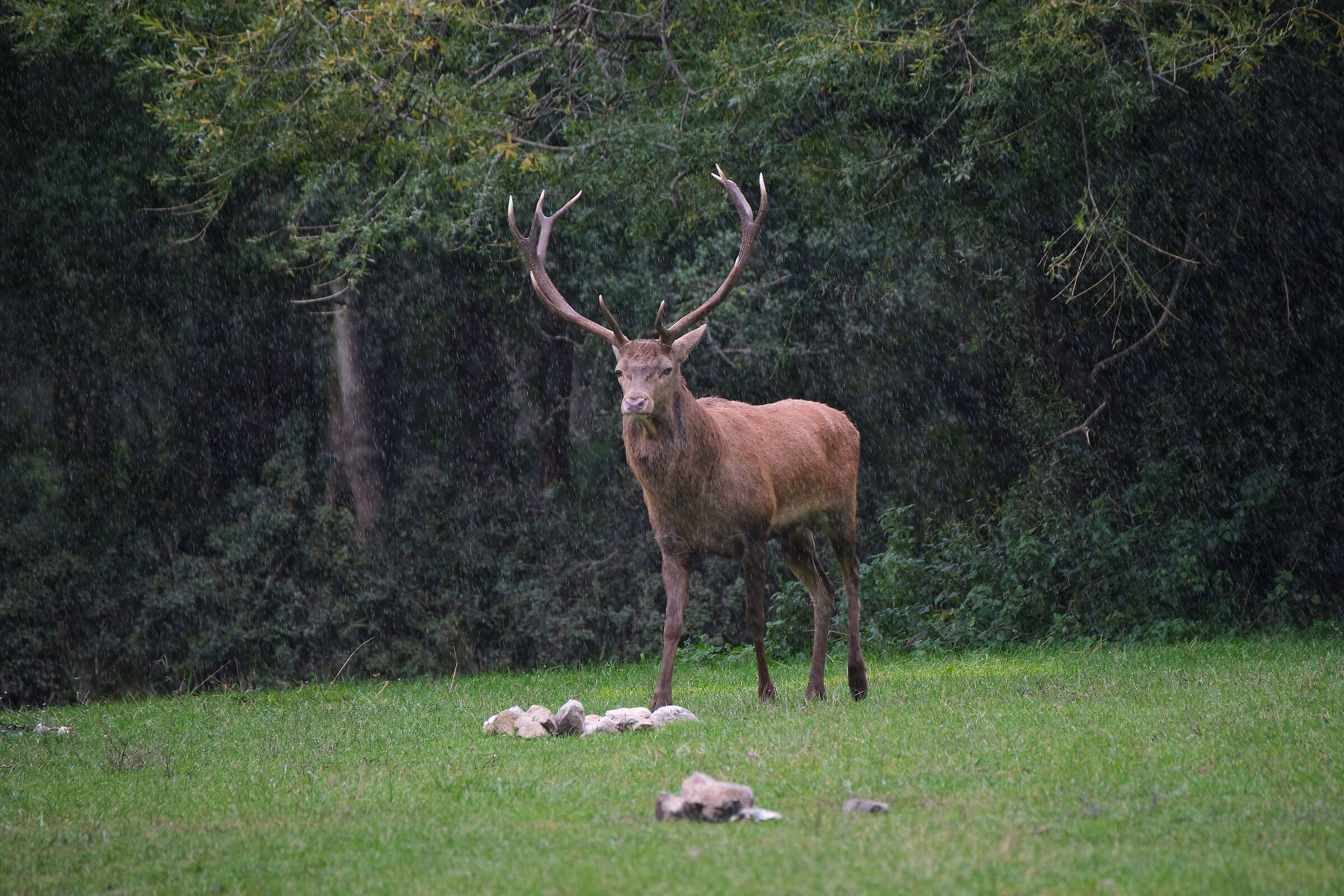 Noble deer... and wet!