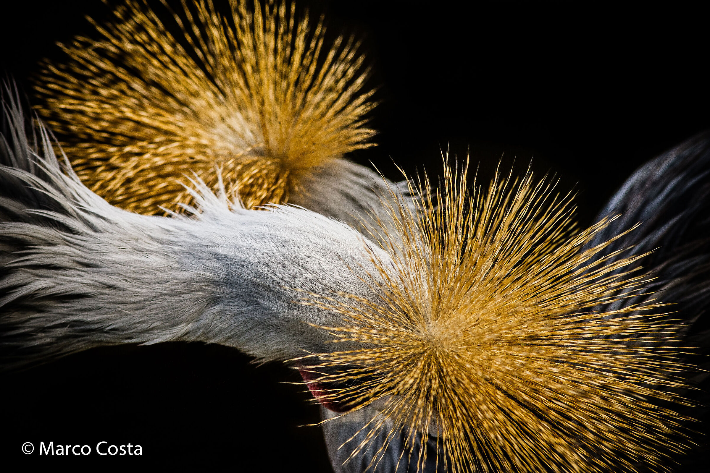 Crowned Crane