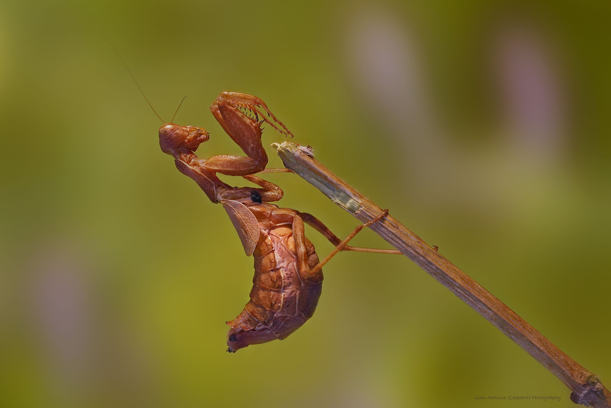 Dwarf mantis (Ameles spallanziana)
