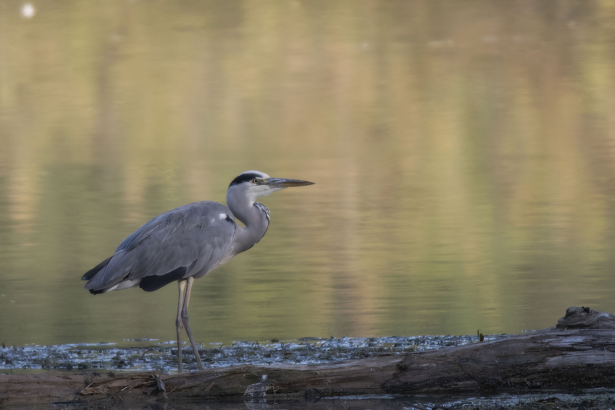 Ardea cinerea