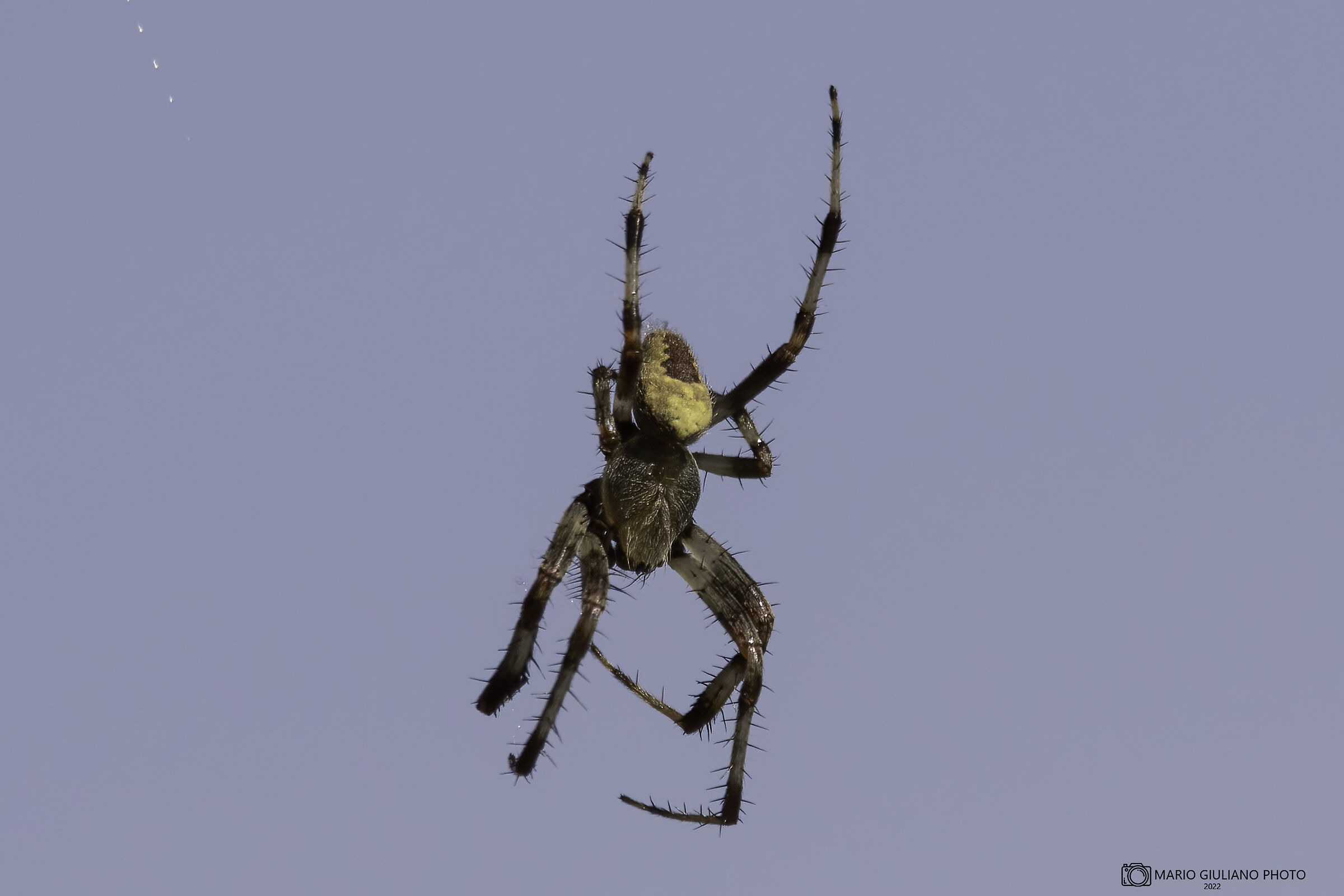 Aranaeus marmoreus var pyramidatus