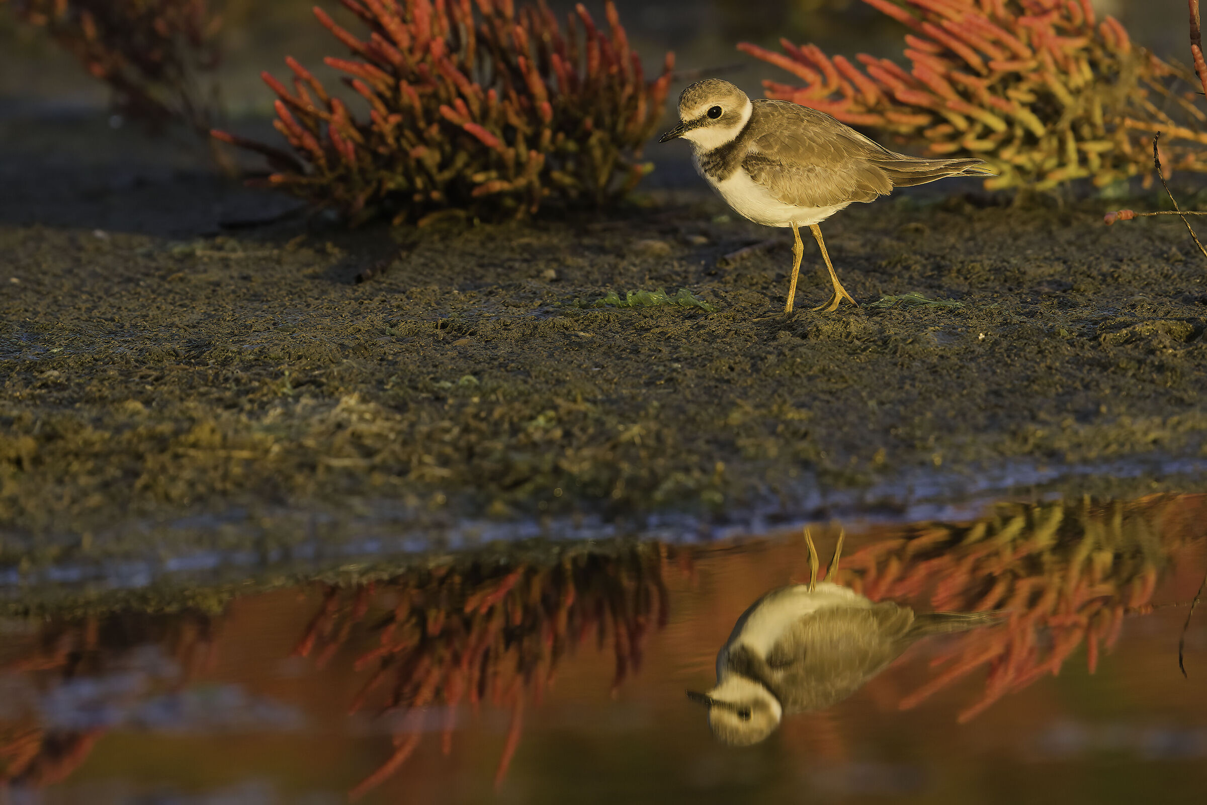 Three-toed sandpiper