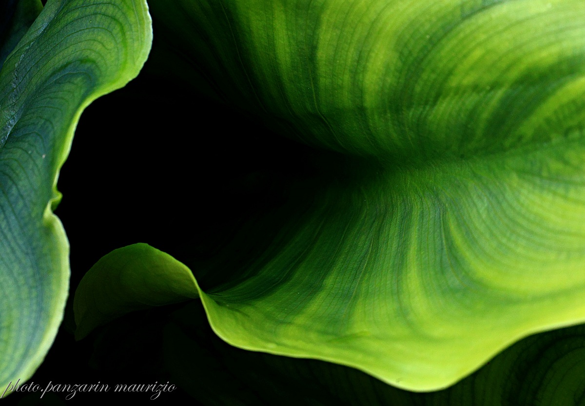 harmony of curves lights shadows and colors