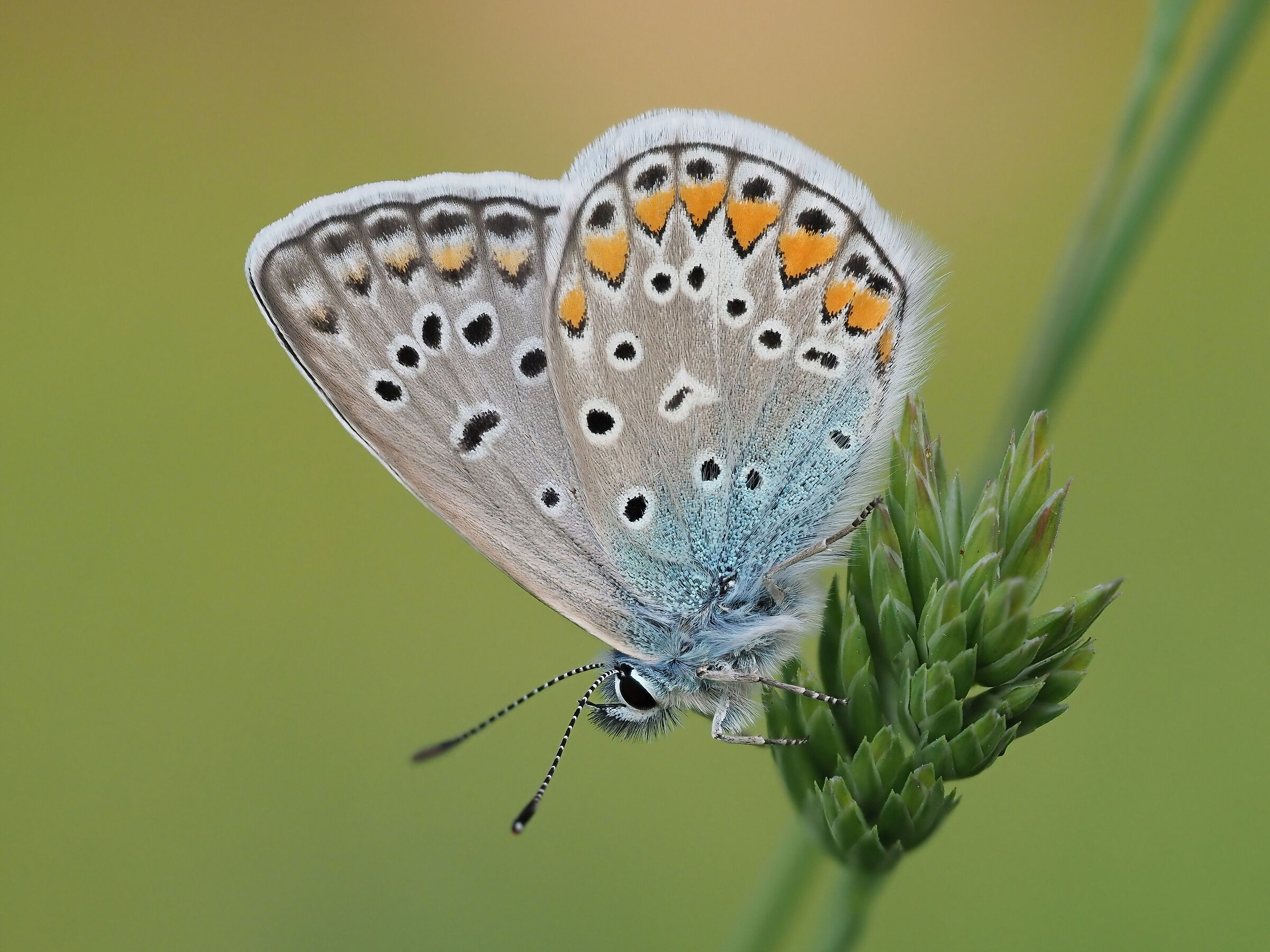 Polyommatus Icarus (m)