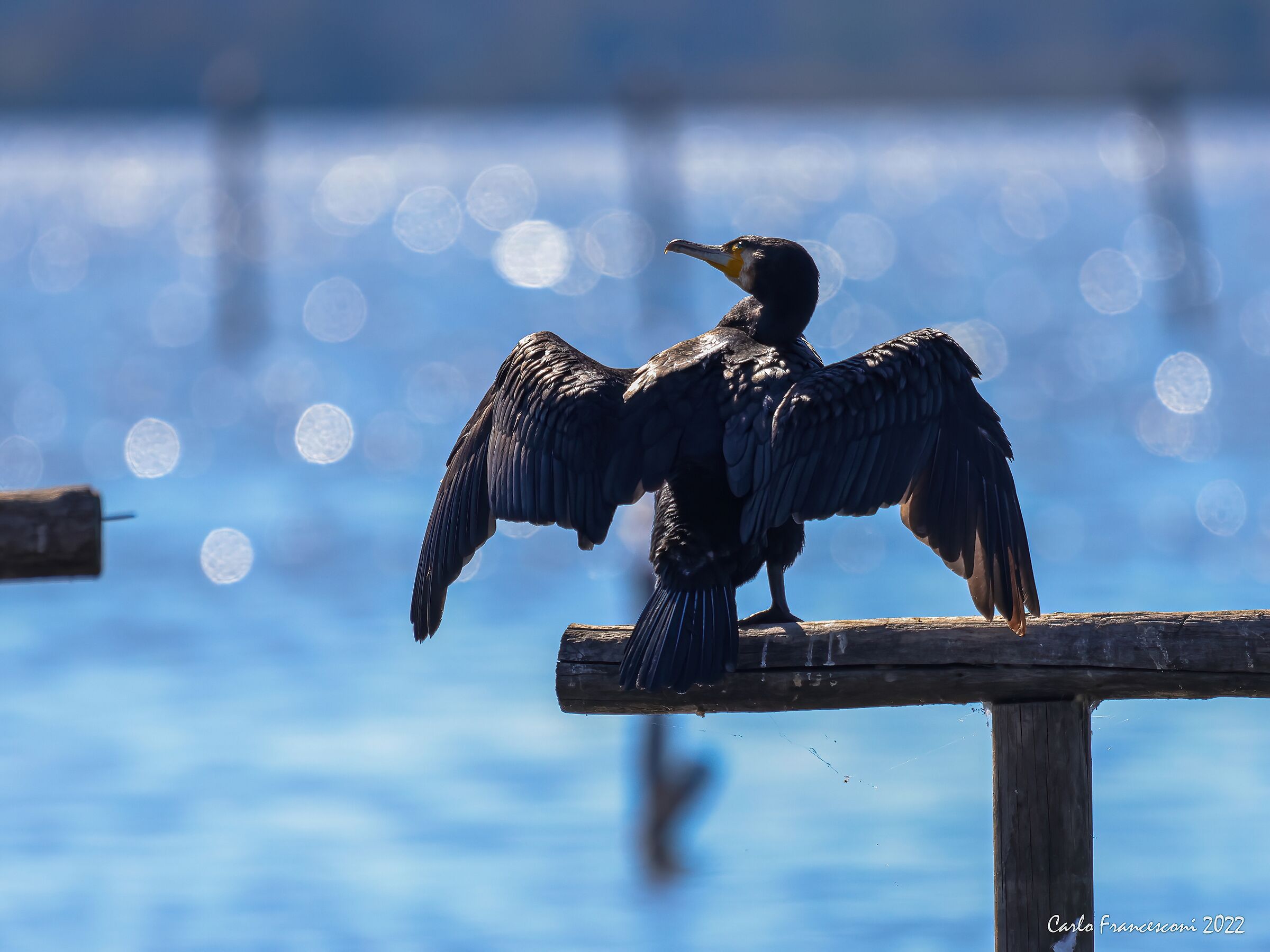 Cormorano