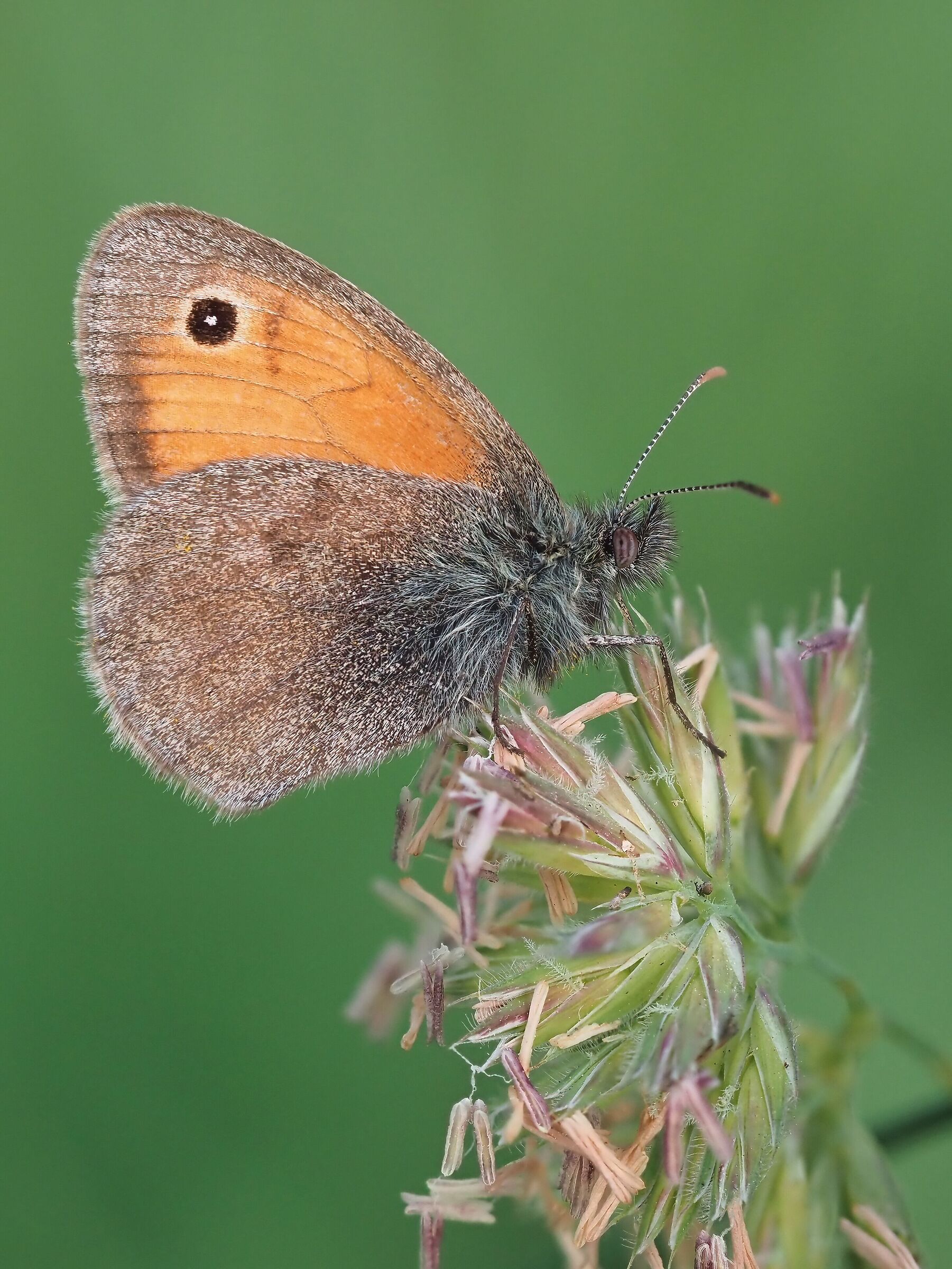 Coenonympha pamphilus