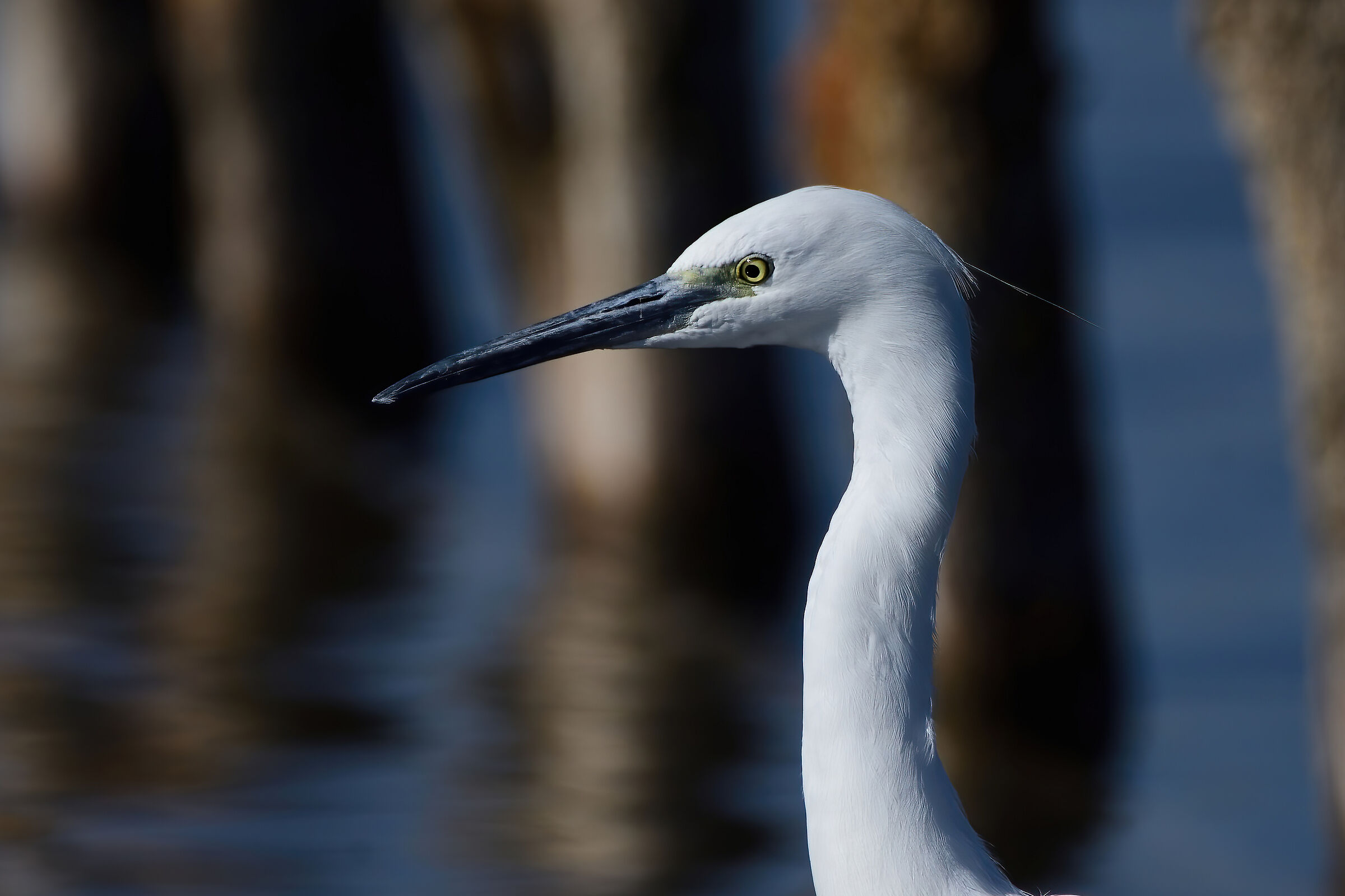 Egret