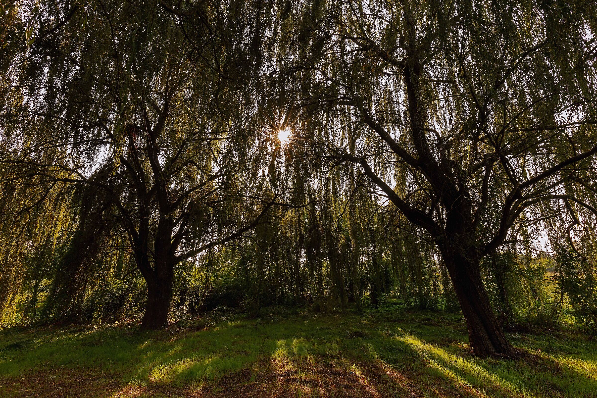 Waiting for the fairies