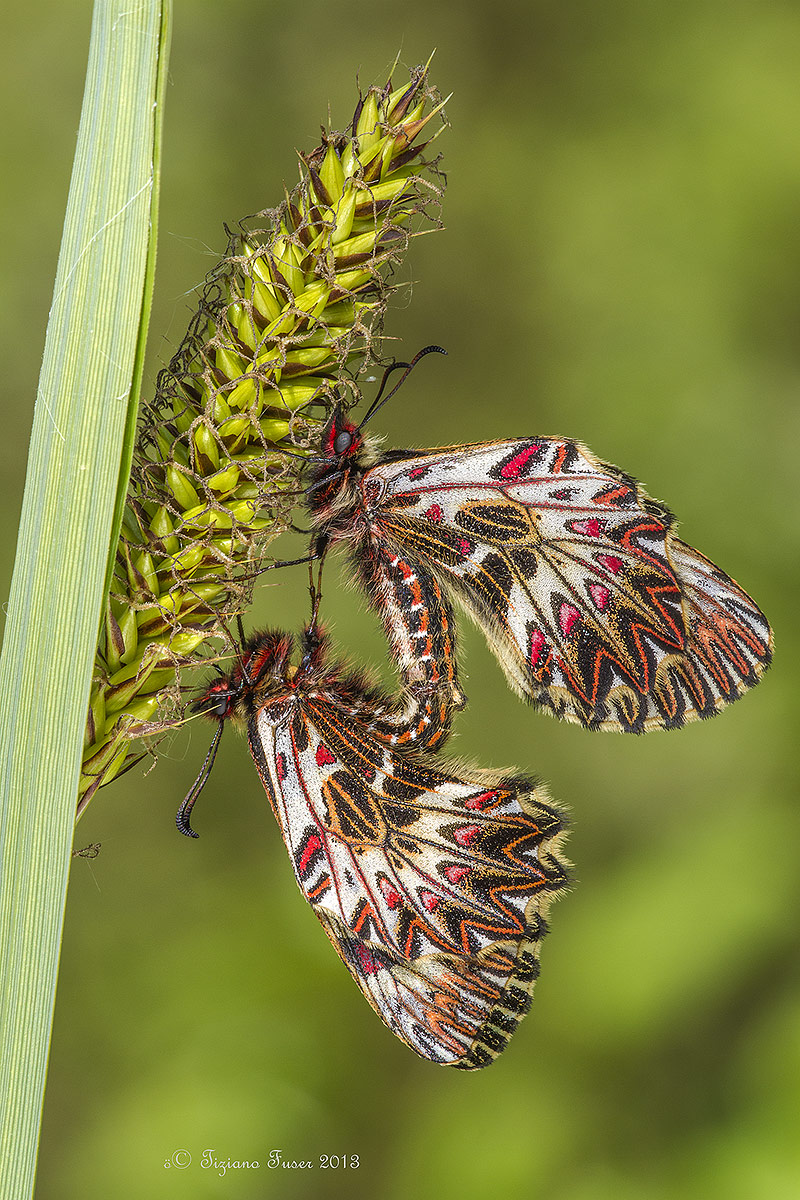 zerynthia_polyxena coupling