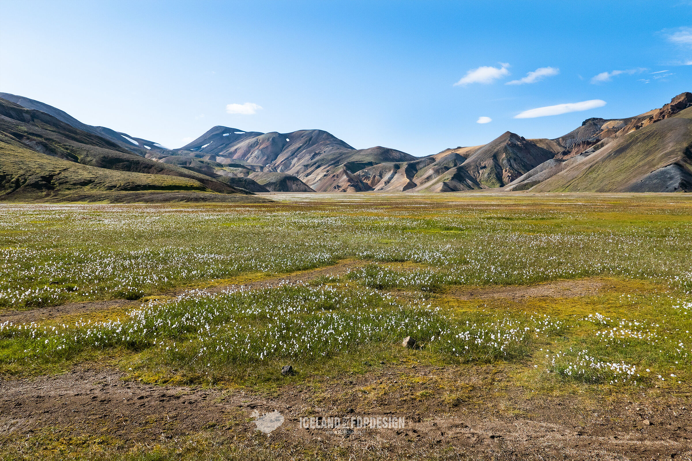 cotone artico at Landmannalaugar