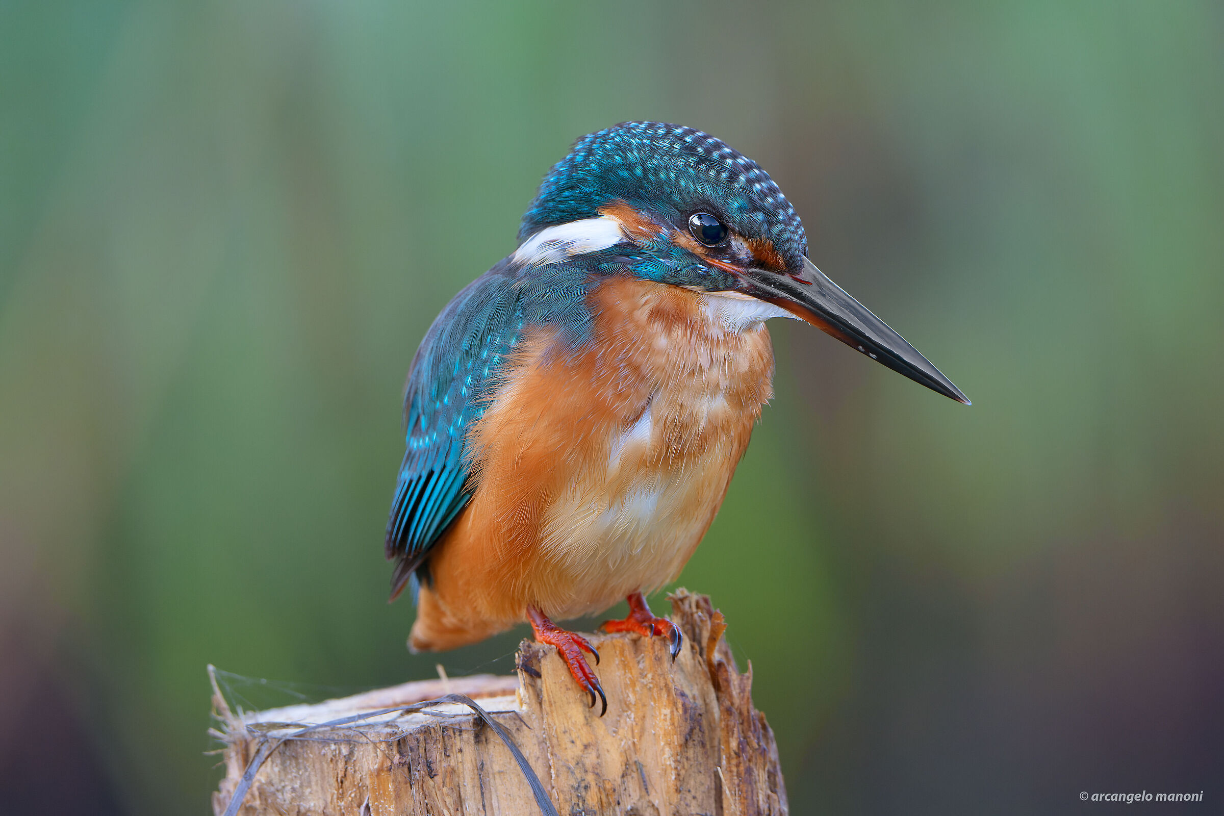 Martin from the top of the throne