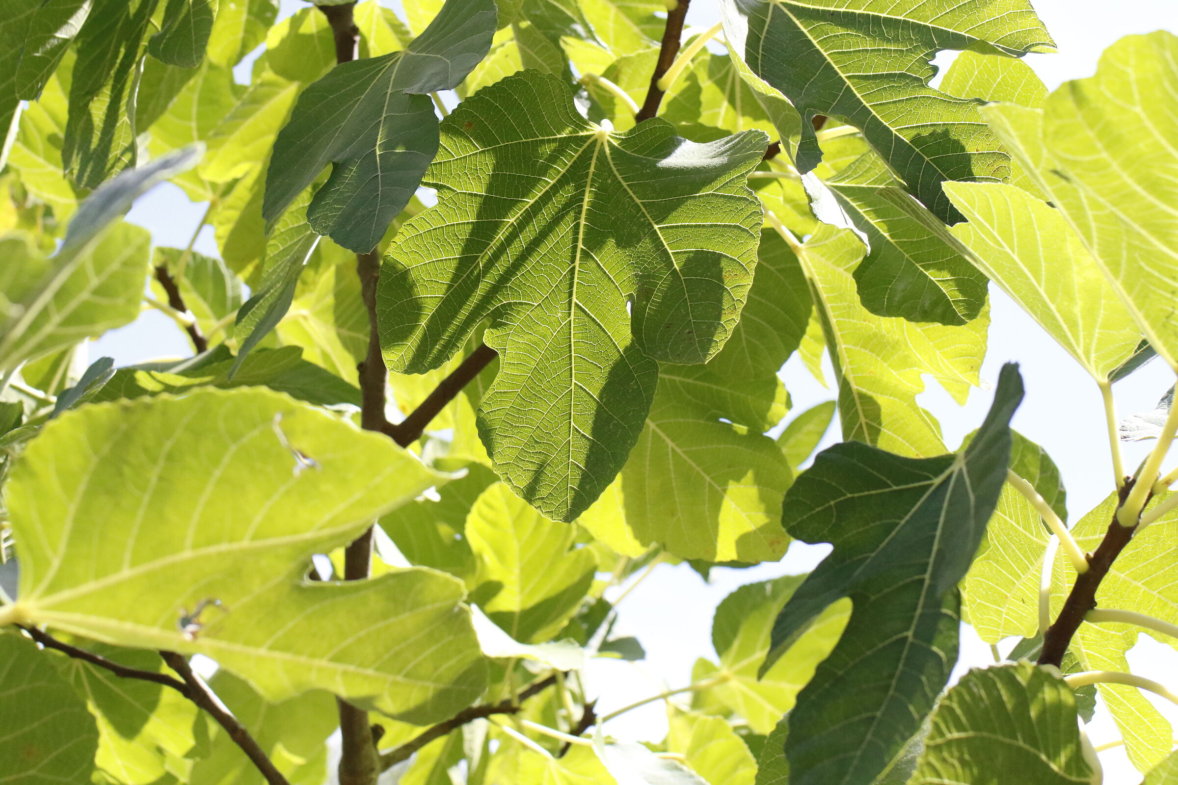 "ISO 4.0 0 0", F. 6.7, 1/8.0 0 0- Milvus 50, 1.4, ...
