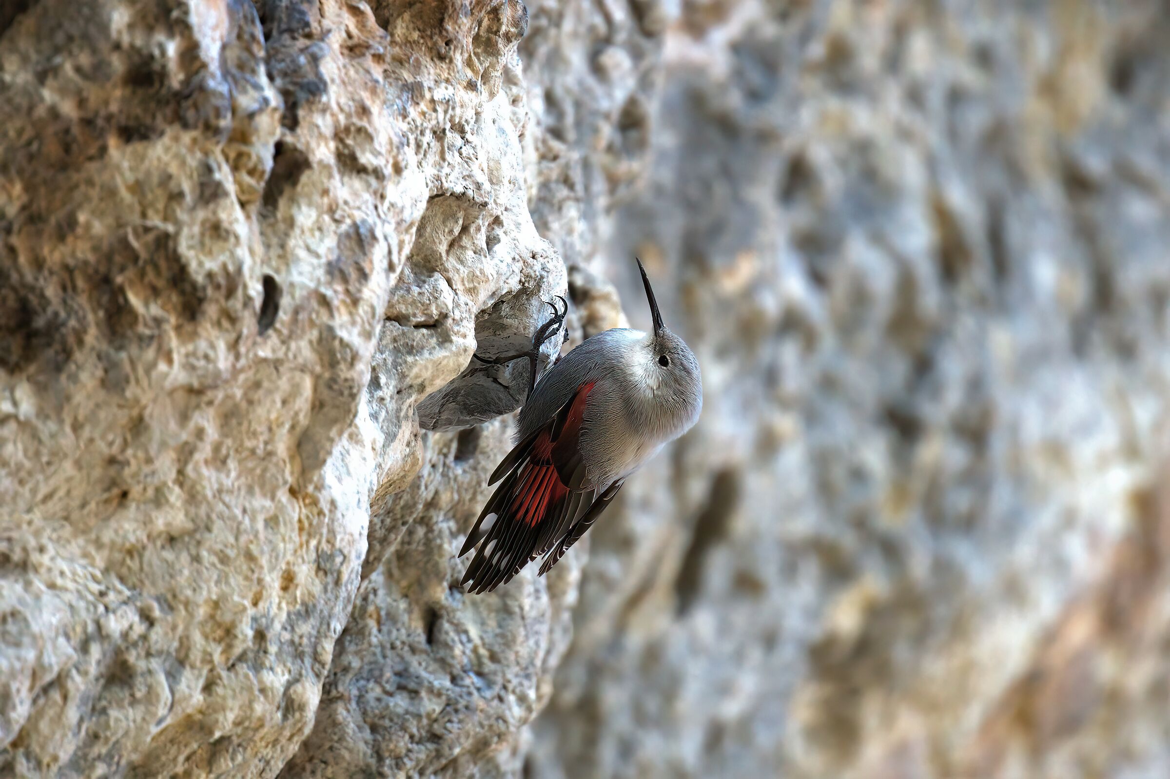 woodpecker