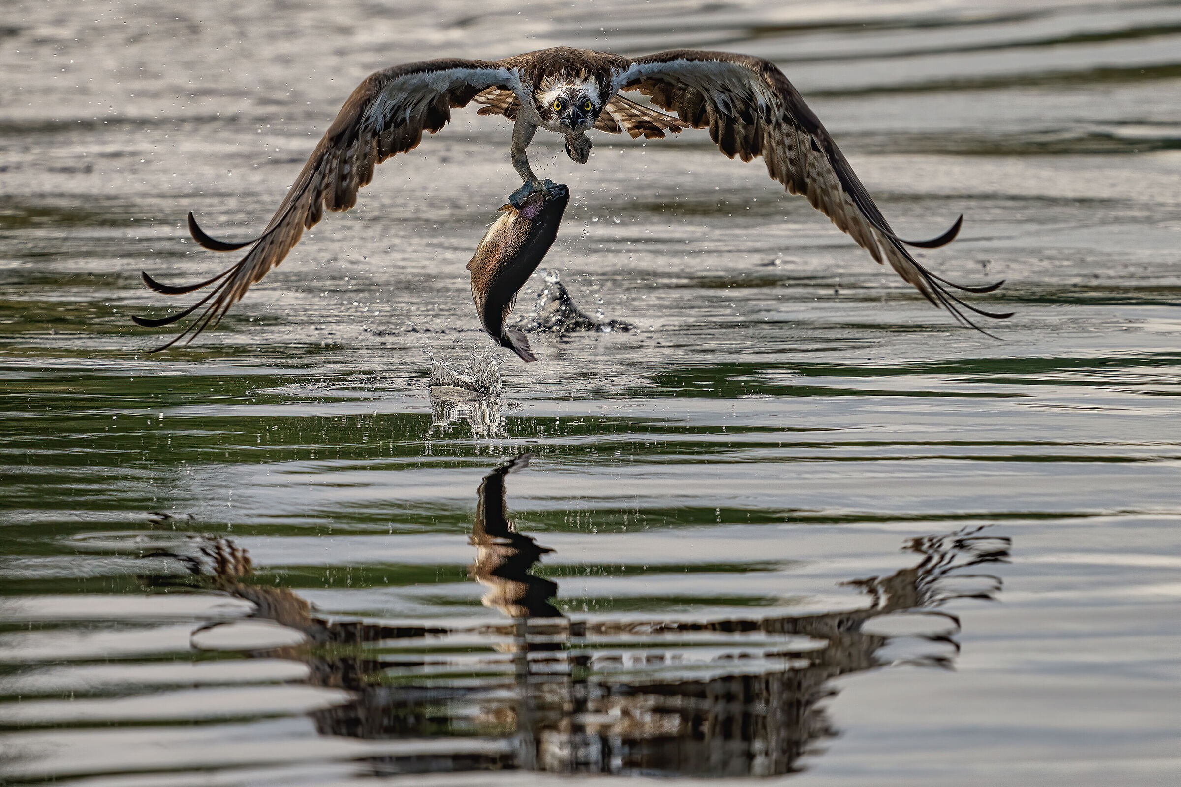 Falco pescatore in specchiata