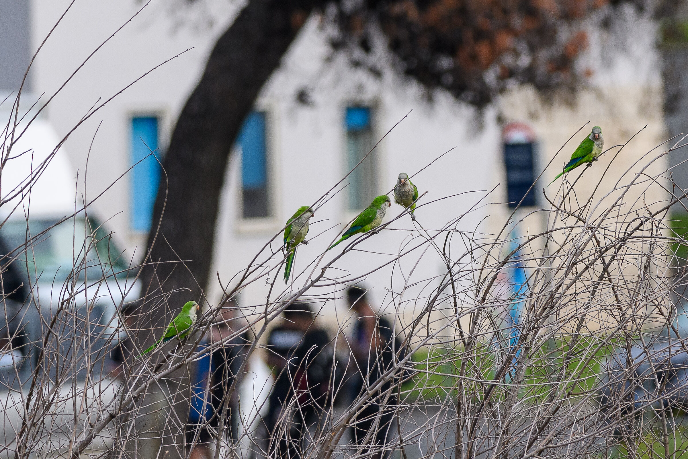 Parakeets