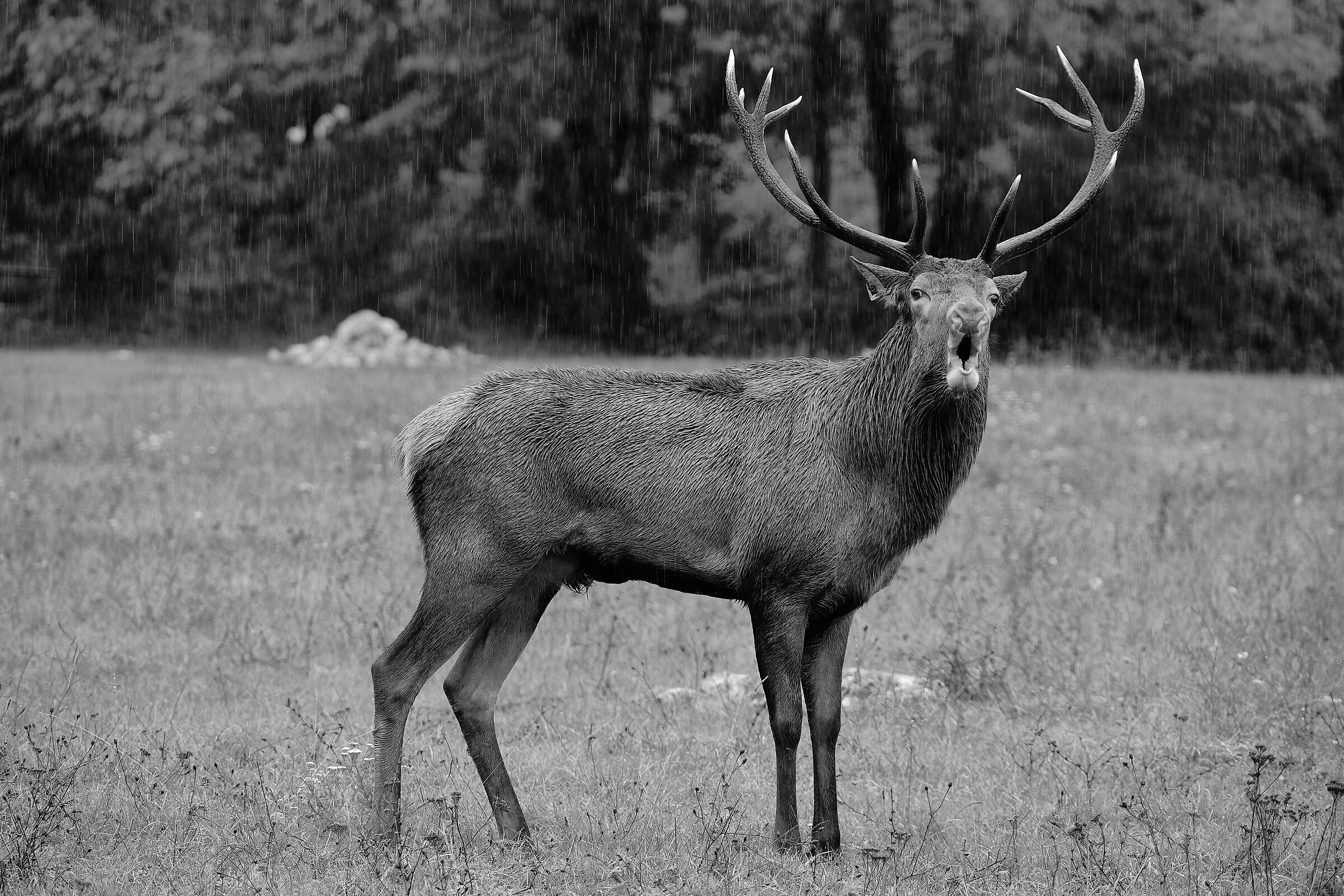 Black and white bramito