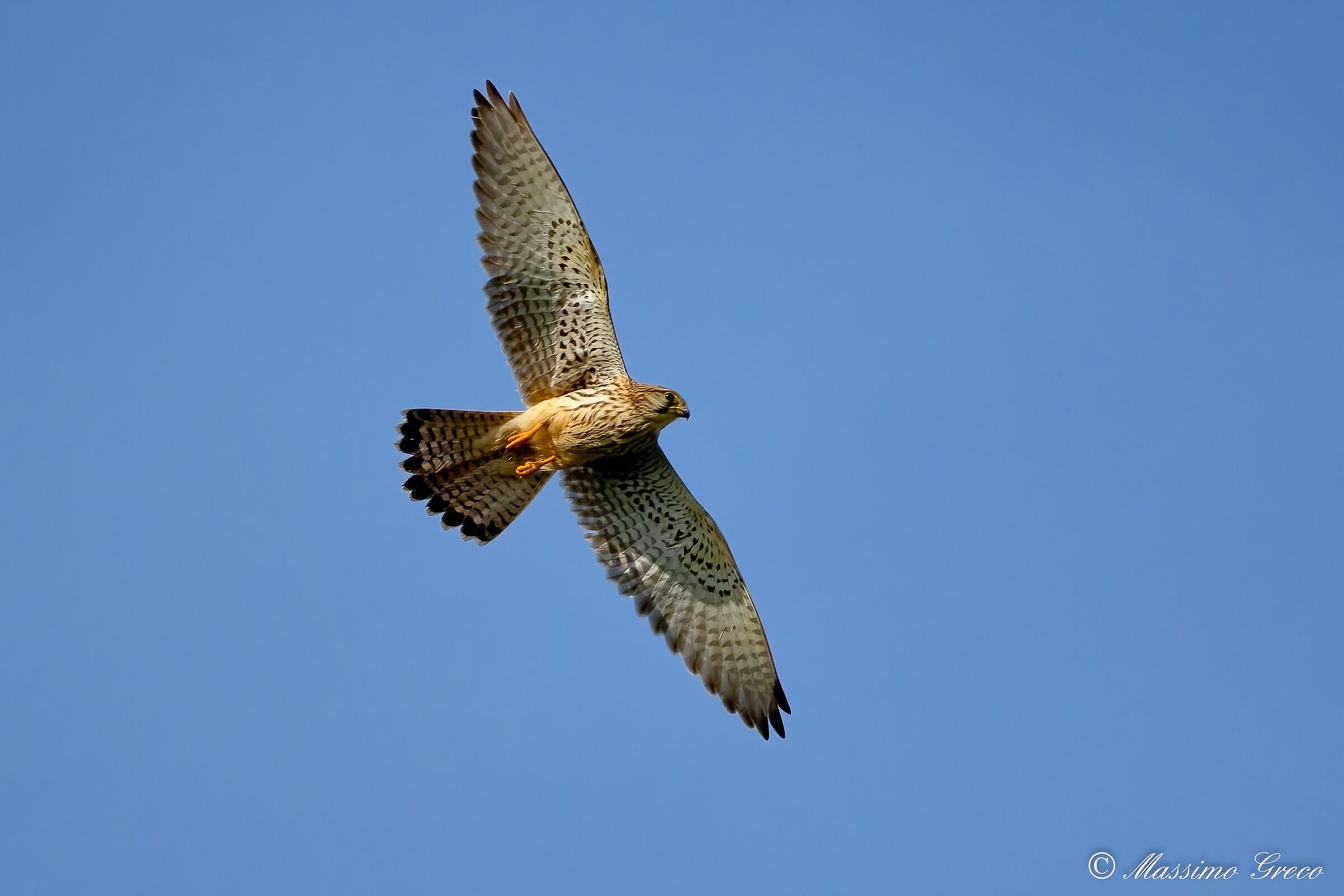 Kestrel (Falco tinnunculus)