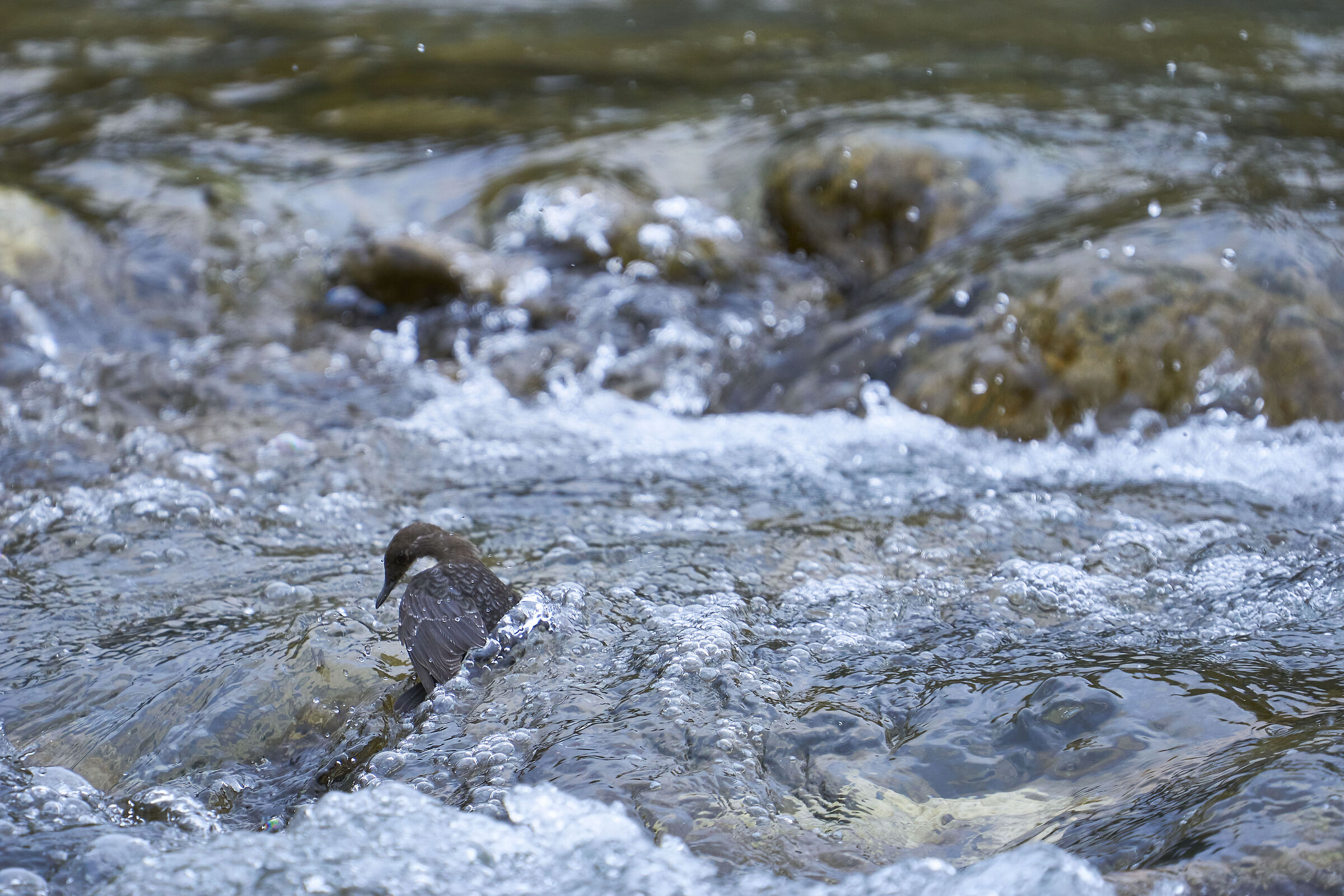 Blackbird Dipper ( Cinclus cinclus )