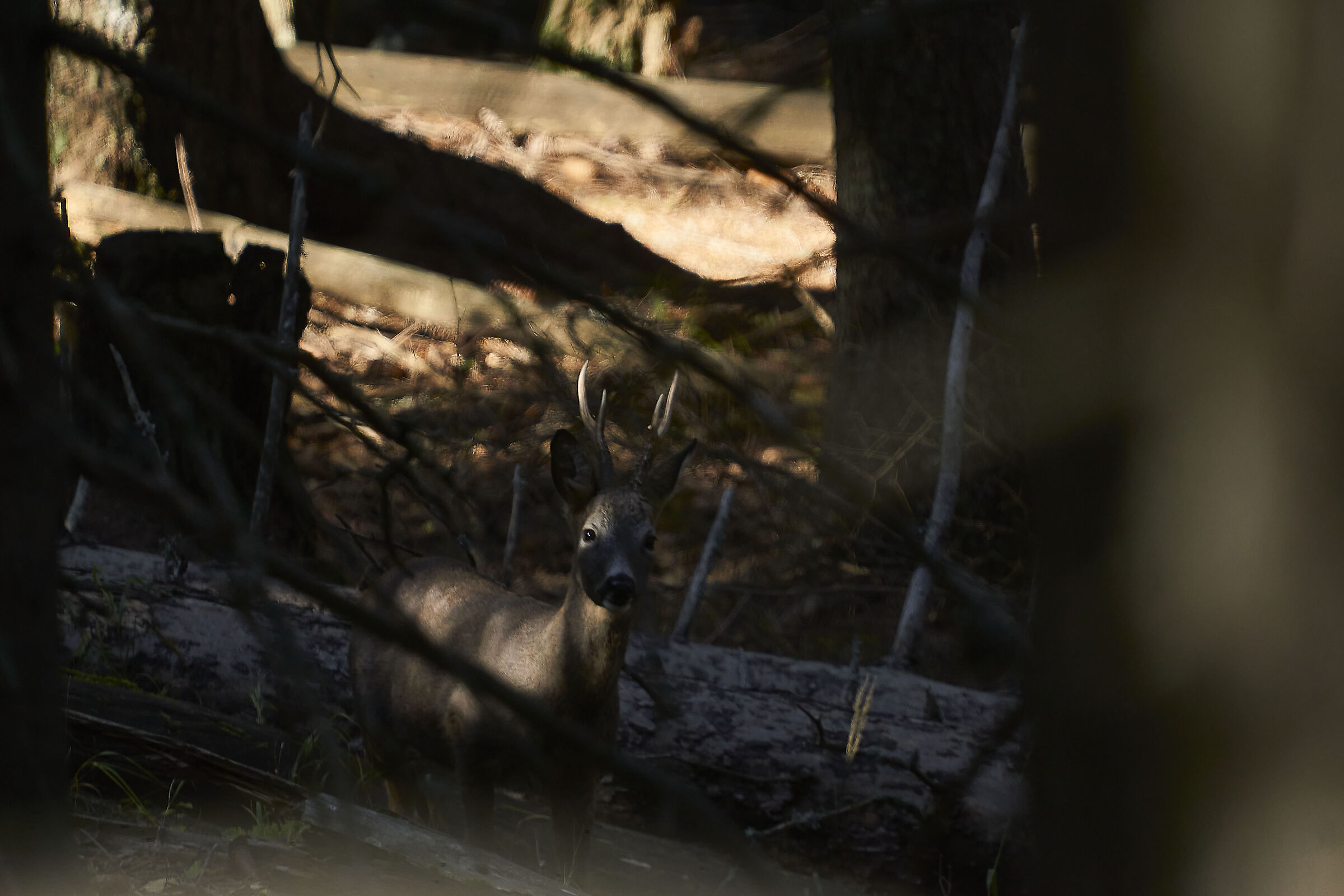 Play of light in the woods