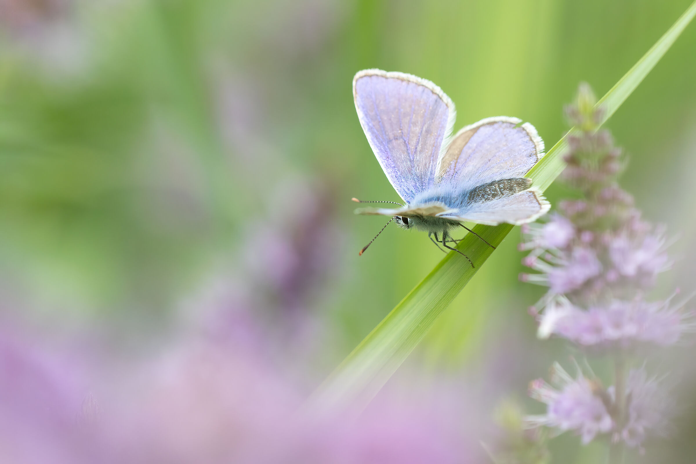 Icaro (polyommatus icarus)