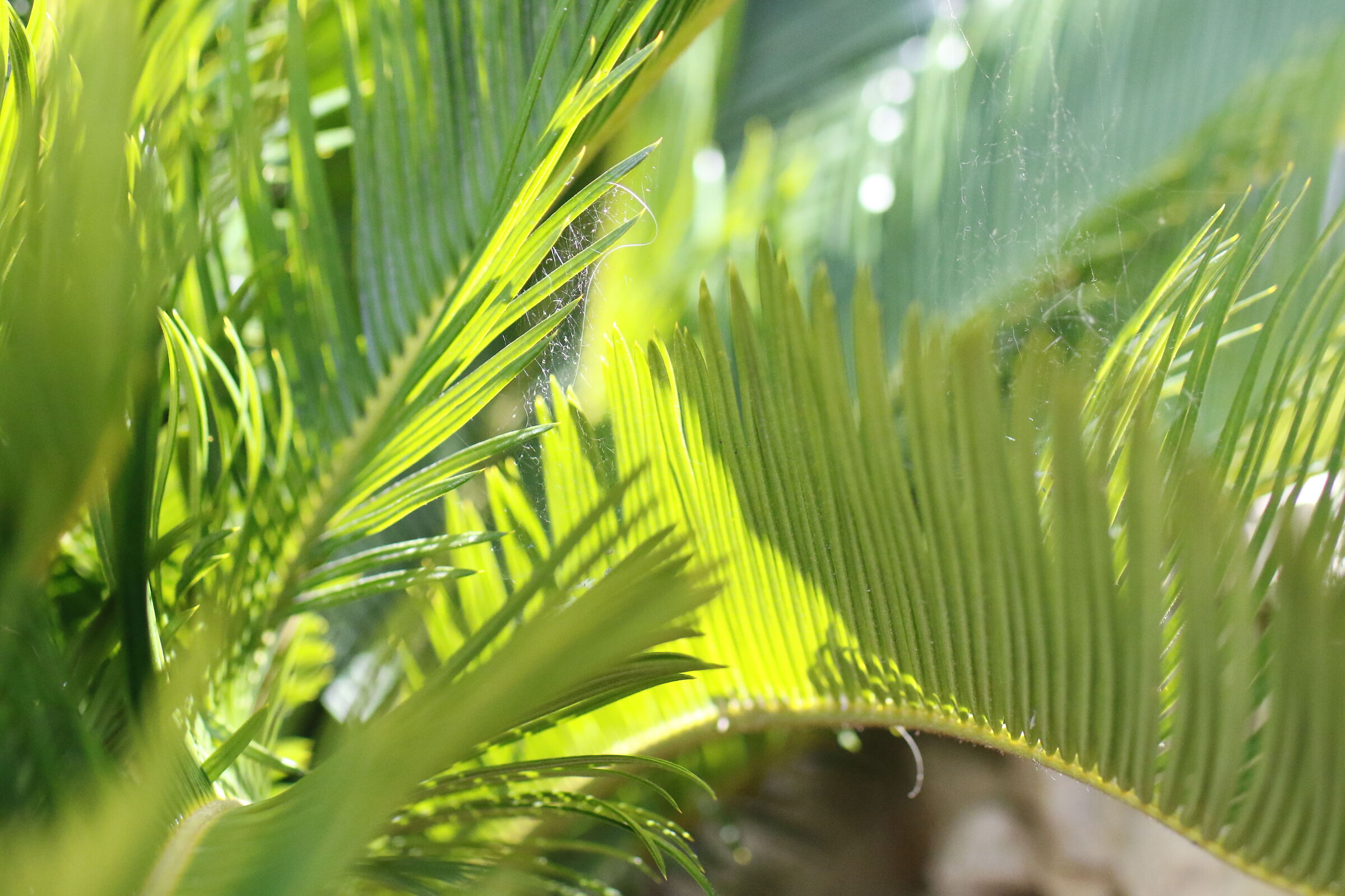 "F. 2.5", ISO 4.0 0 0, 1/8.0 0 0- Milvus 50, 1.4, ...