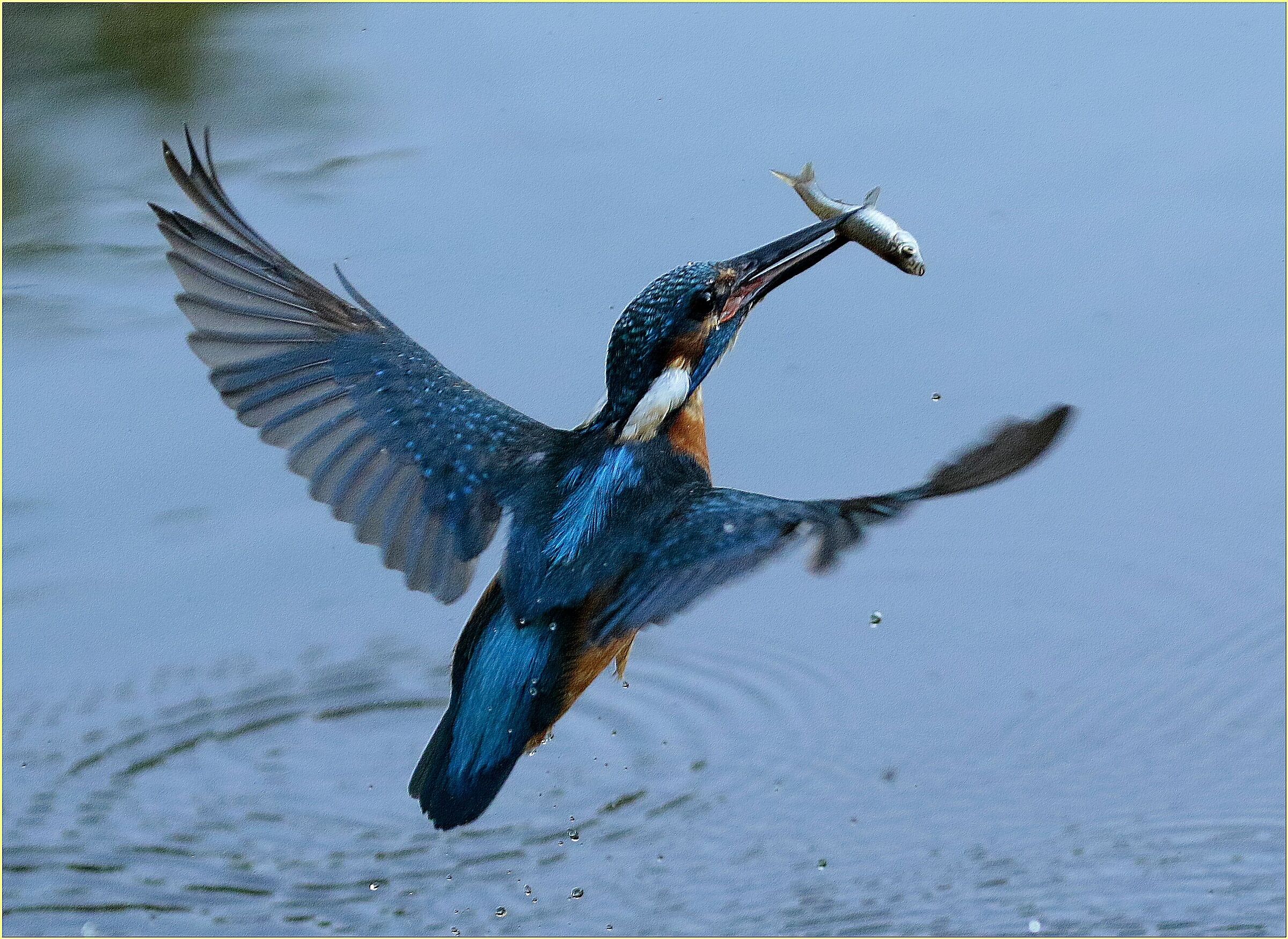'' Kingfisher ''